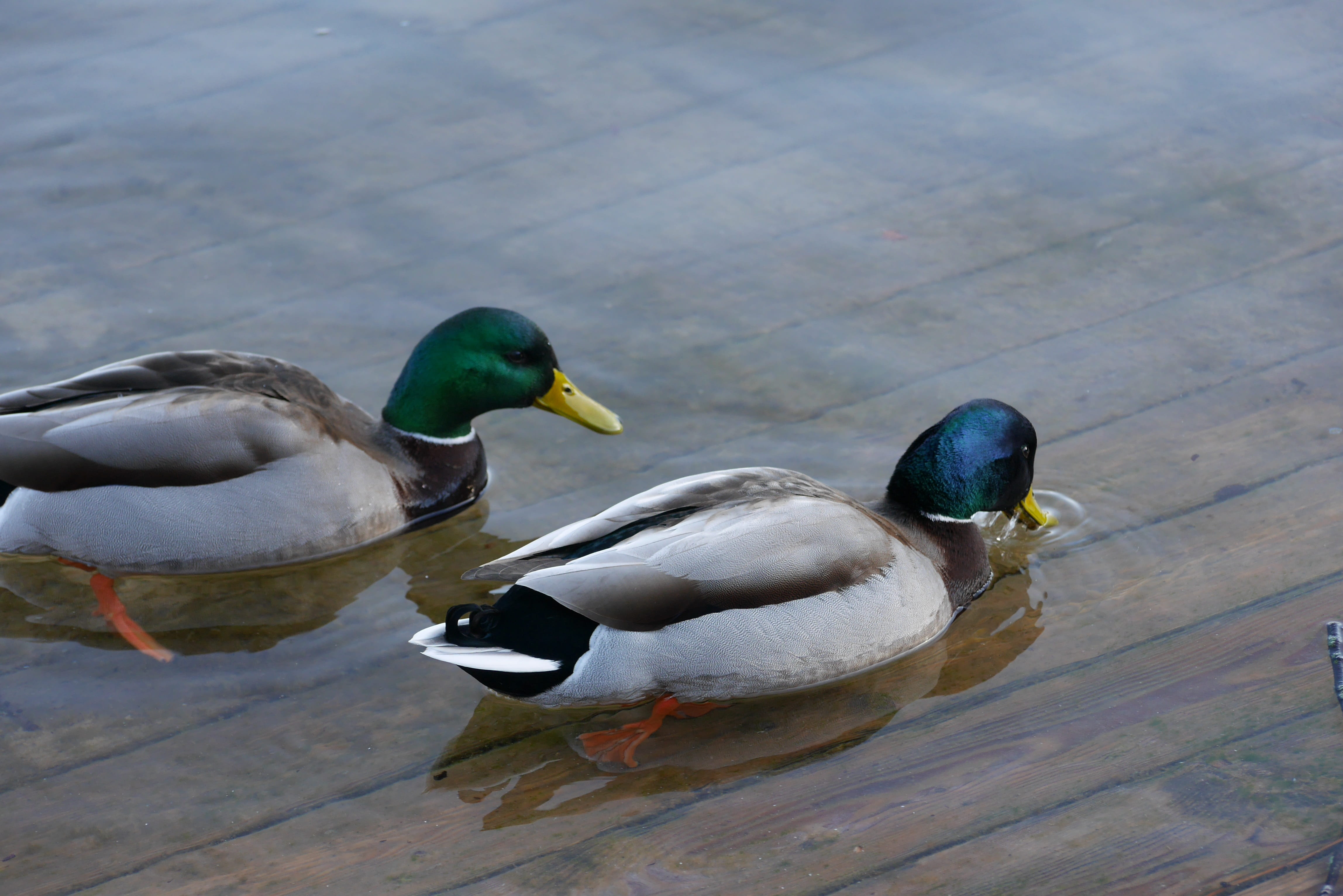 slovenia, animal wildlife, high angle view, animal themes, bled, male animal, outdoors, animals in the wild, day, lake, duck, water, nature, vertebrate, HD Wallpaper