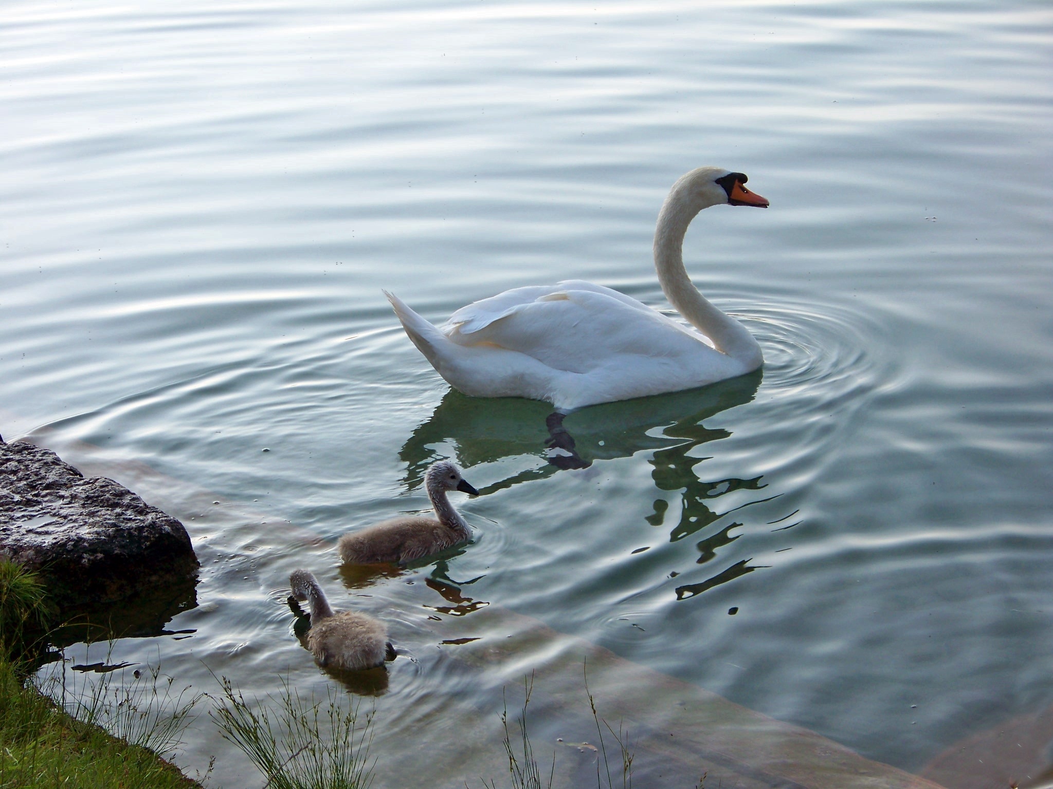 water bird, lake, swimming, jumbo, family, 1080P, animal family, nature, group of animals, lyrical, swan lake, day, vertebrate, care, no people, lake bled, HD Wallpaper