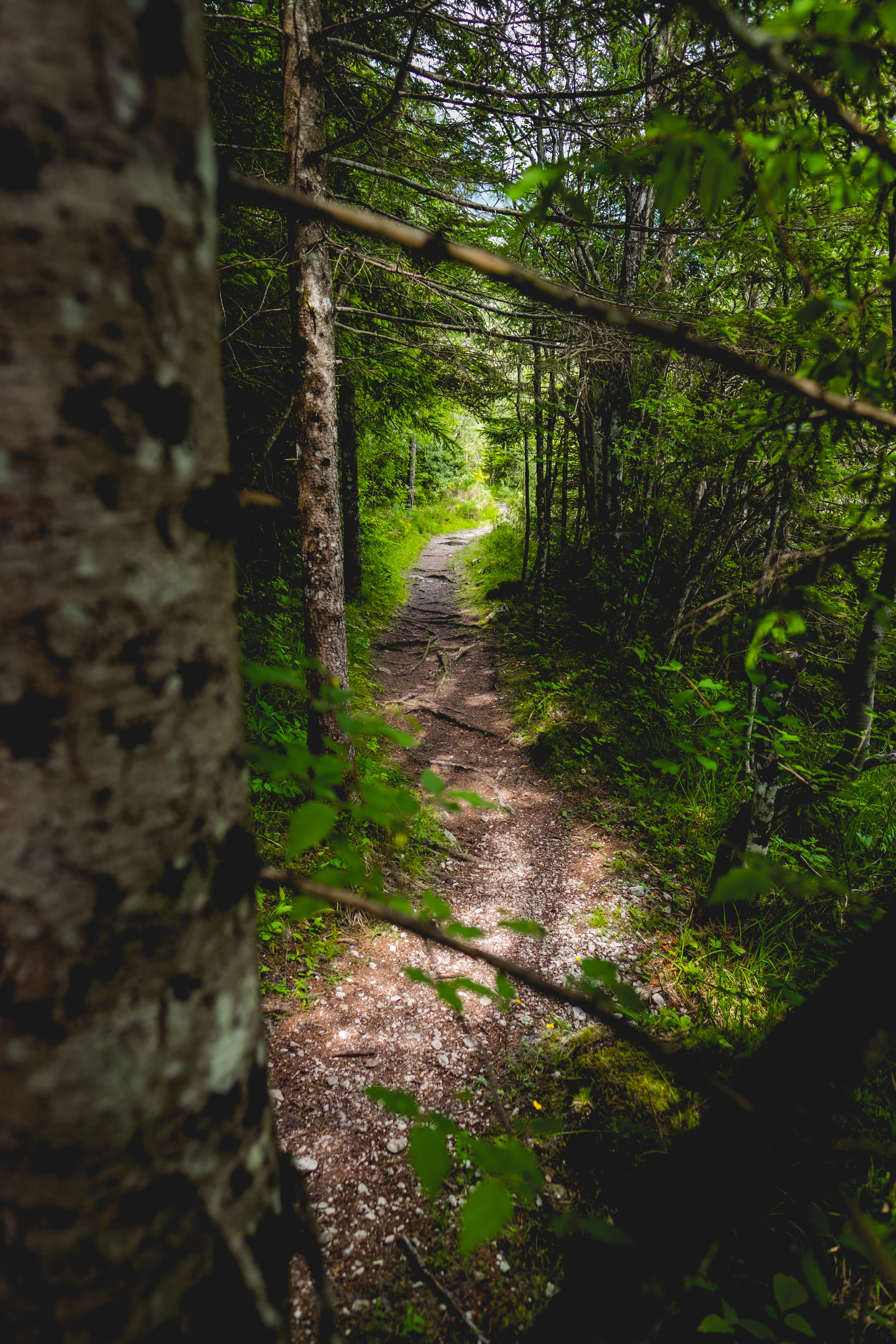 the way forward, forest, beauty in nature, tree, direction, tranquil scene, growth, trenta, tranquility, slovenia, 5K, plant, no people, day, green color, Phone HD Wallpaper
