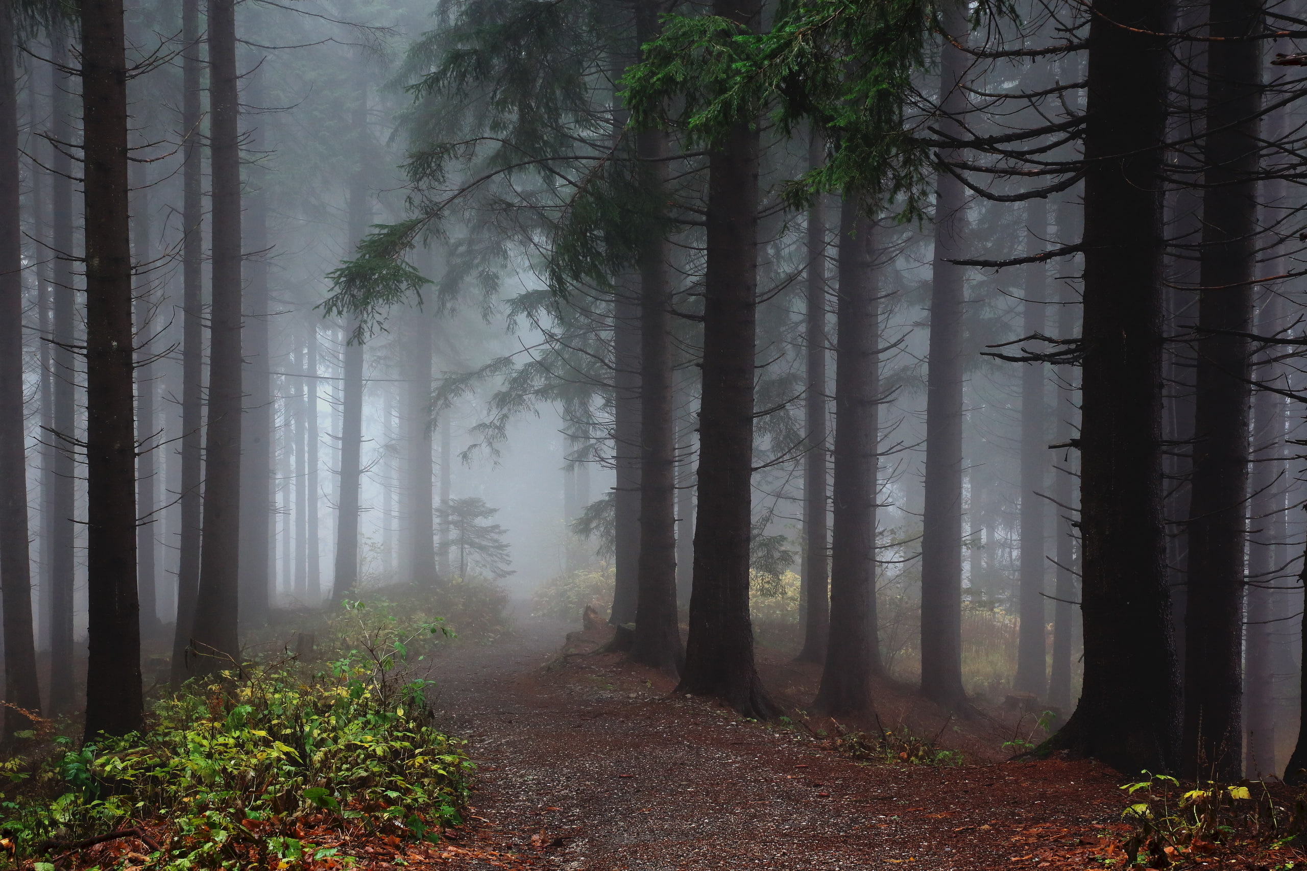 2K, Wurzenpass, HDR, Earth, Forest, Path, Austria, Fog, HD Wallpaper