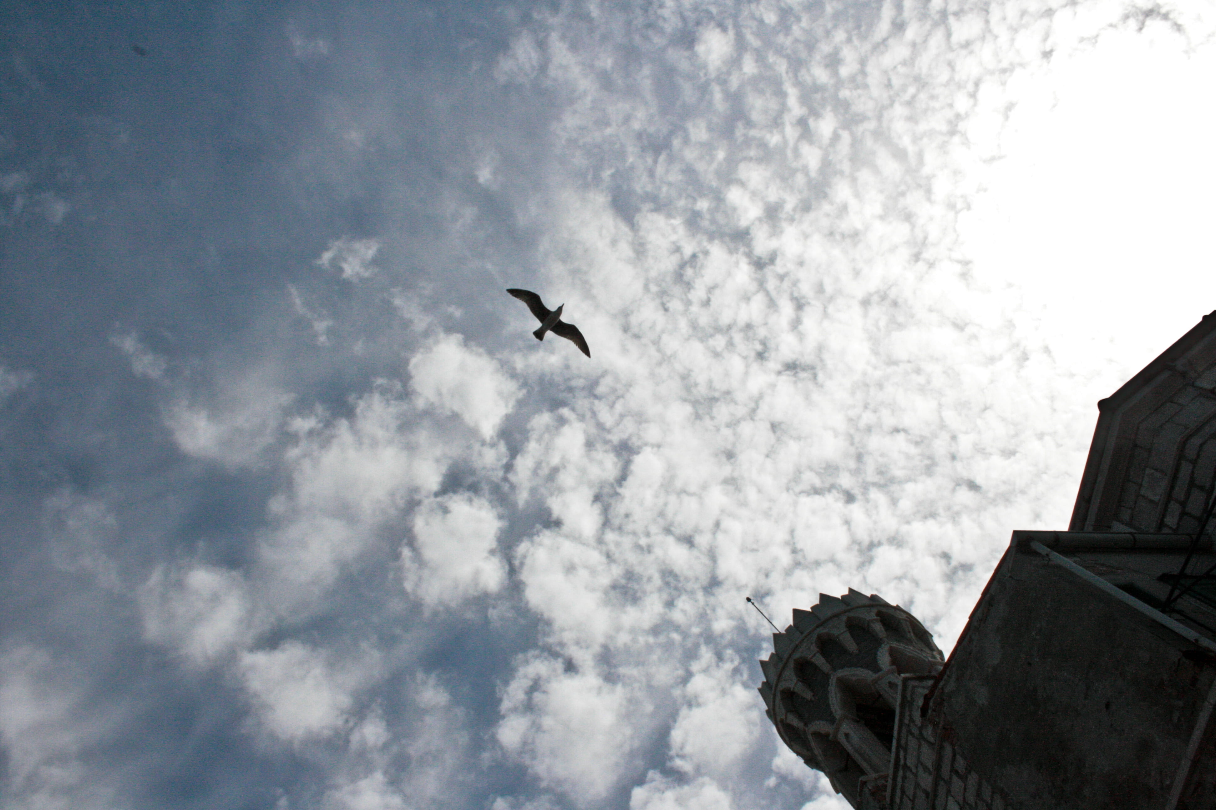 4K, architecture, bird, animal themes, low angle view, slovenia, built structure, animal, animal wildlife, sky, church, cloud, building exterior, sea gull, HD Wallpaper