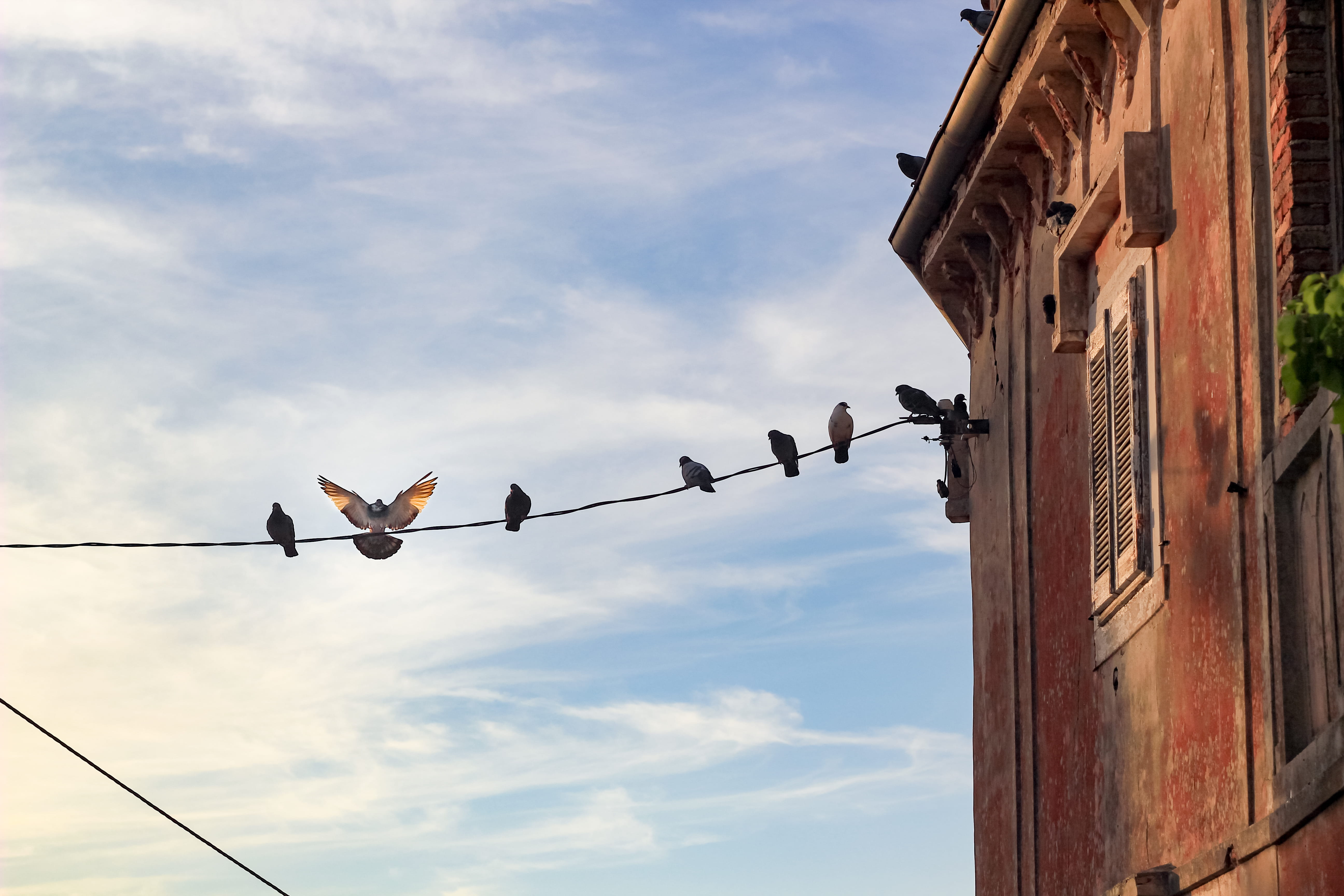 no people, wall, house, building exterior, bird, low angle view, sky, clouds, cable, group of animals, animal, medium group of animals, 5K, nature, slovenia, HD Wallpaper