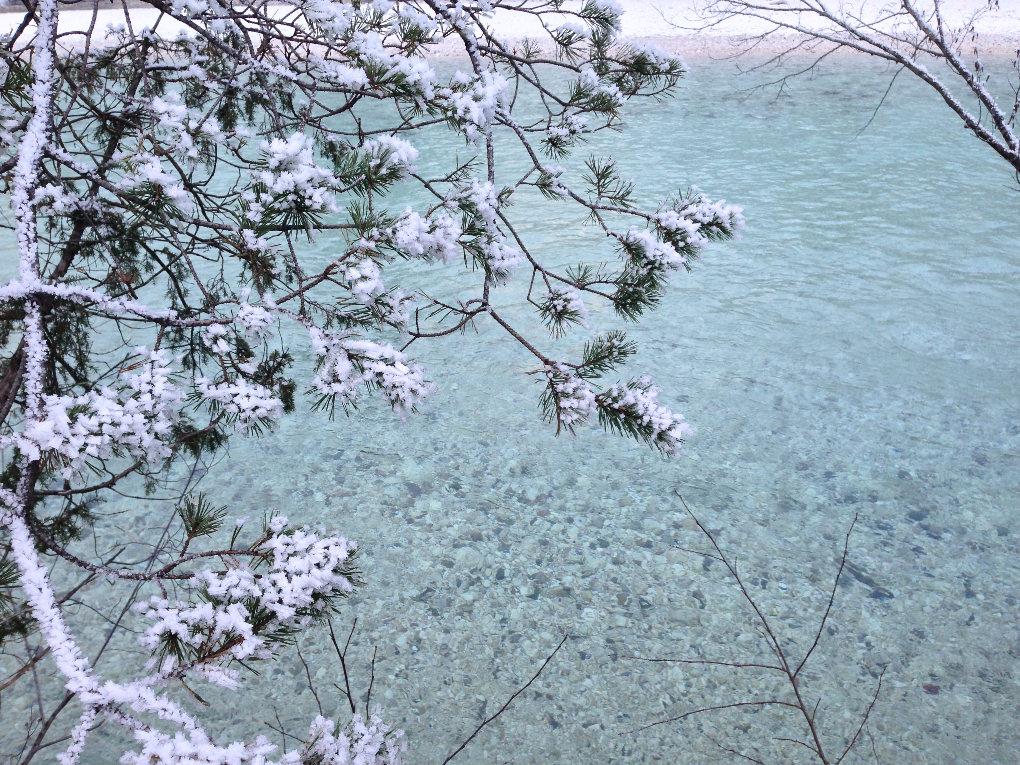 land, čezsoča, tranquility, day, tree, winter, slovenia, soča river, idyllic, plant, scenics - nature, branch, water, outdoors, snow, beauty in nature, HD Wallpaper