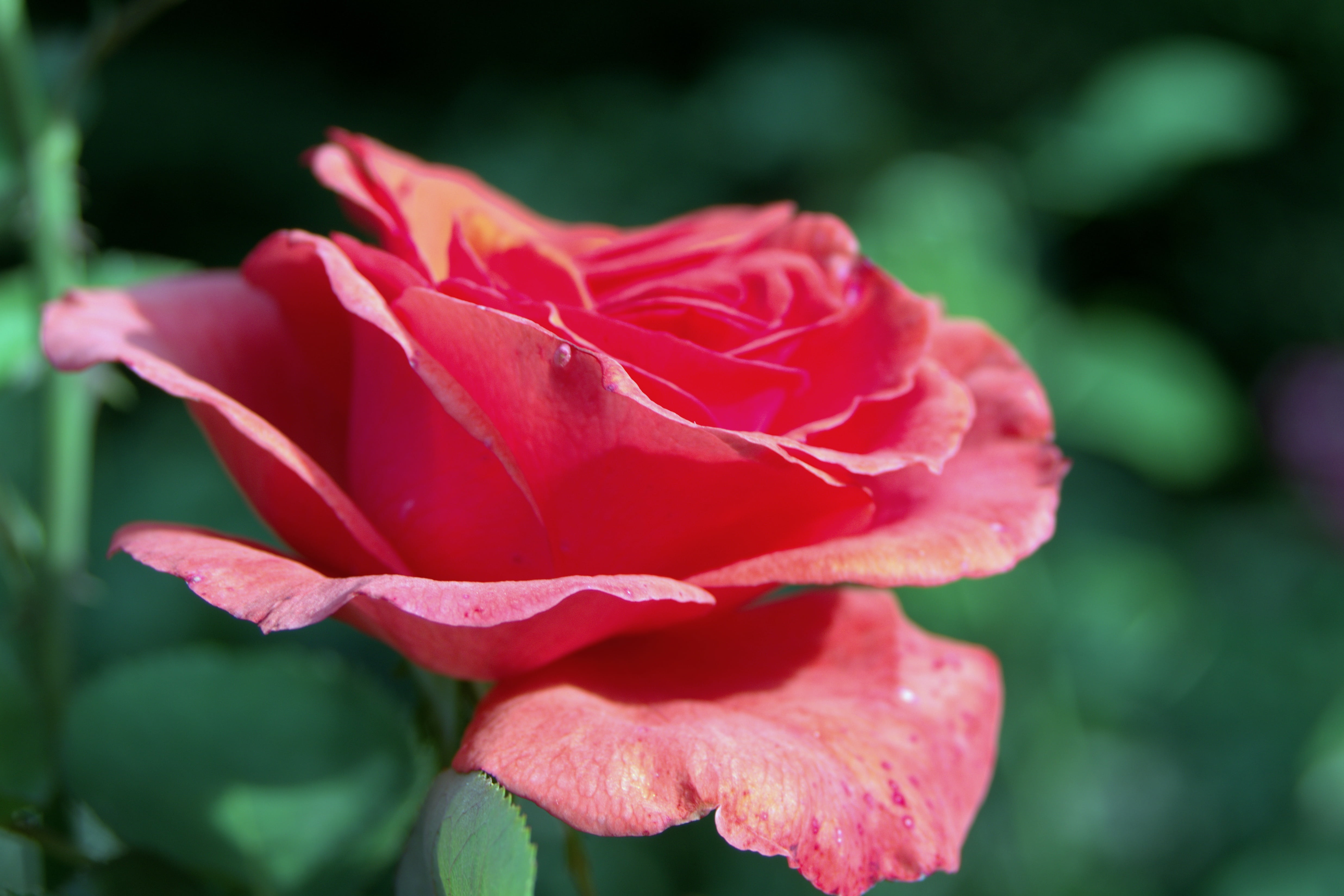 rose, nature, softness, petal, sunlight, plant, day, tea, the sun, leaf, vulnerability, summer, rose - Flower, pale, profile, focus on foreground, beauty In Nature, HD Wallpaper