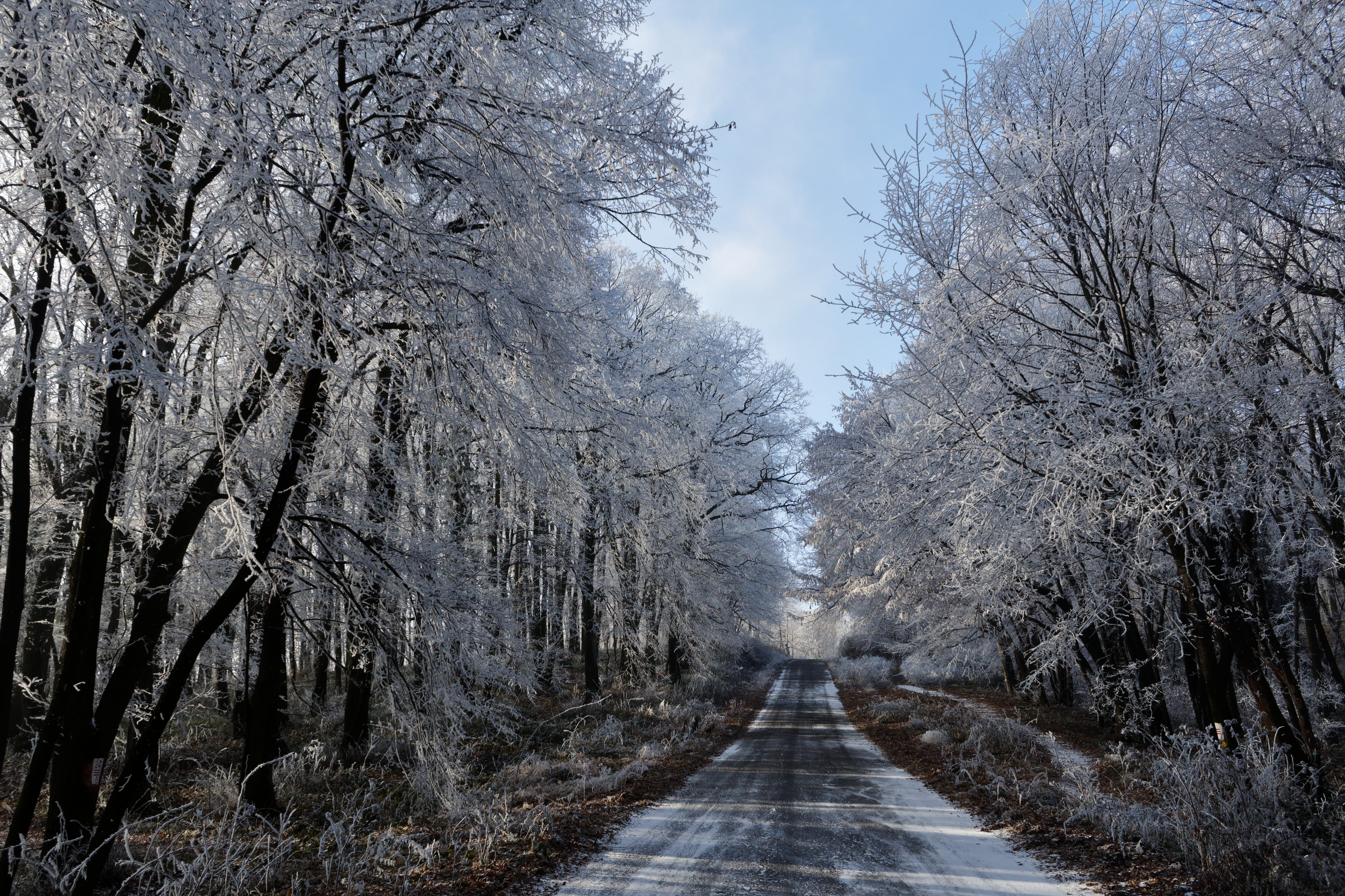 frost, no people, fruška gora, direction, winter, cold temperature, road, sky, outdoors, tranquility, forest, tree, plant, beauty in nature, tranquil scene, HD Wallpaper