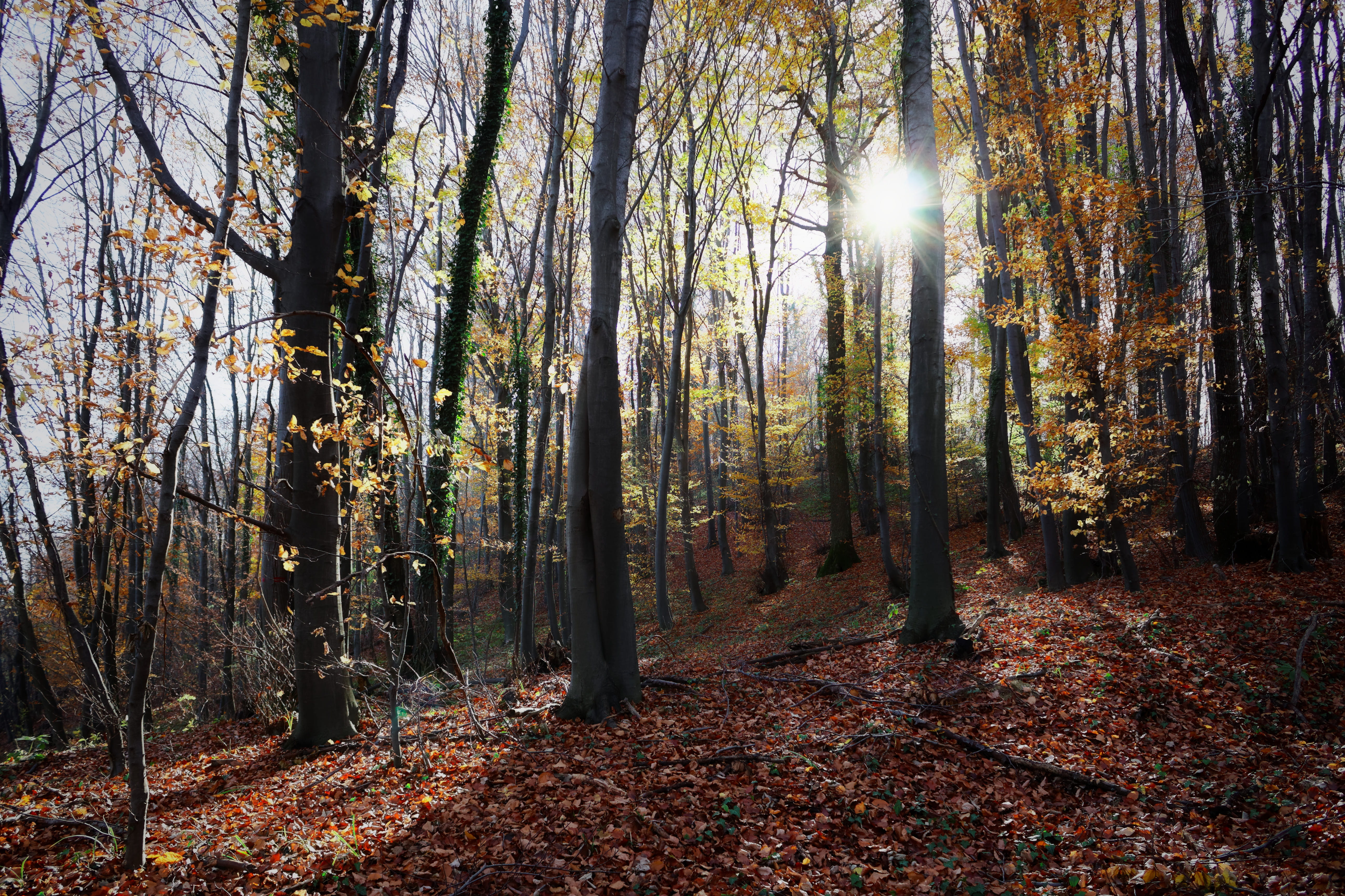 scenics - nature, nature, non-urban scene, tranquility, tranquil scene, trunk, tree trunk, streaming, no people, tree, 5K, autumn, woodland, beauty in nature, HD Wallpaper