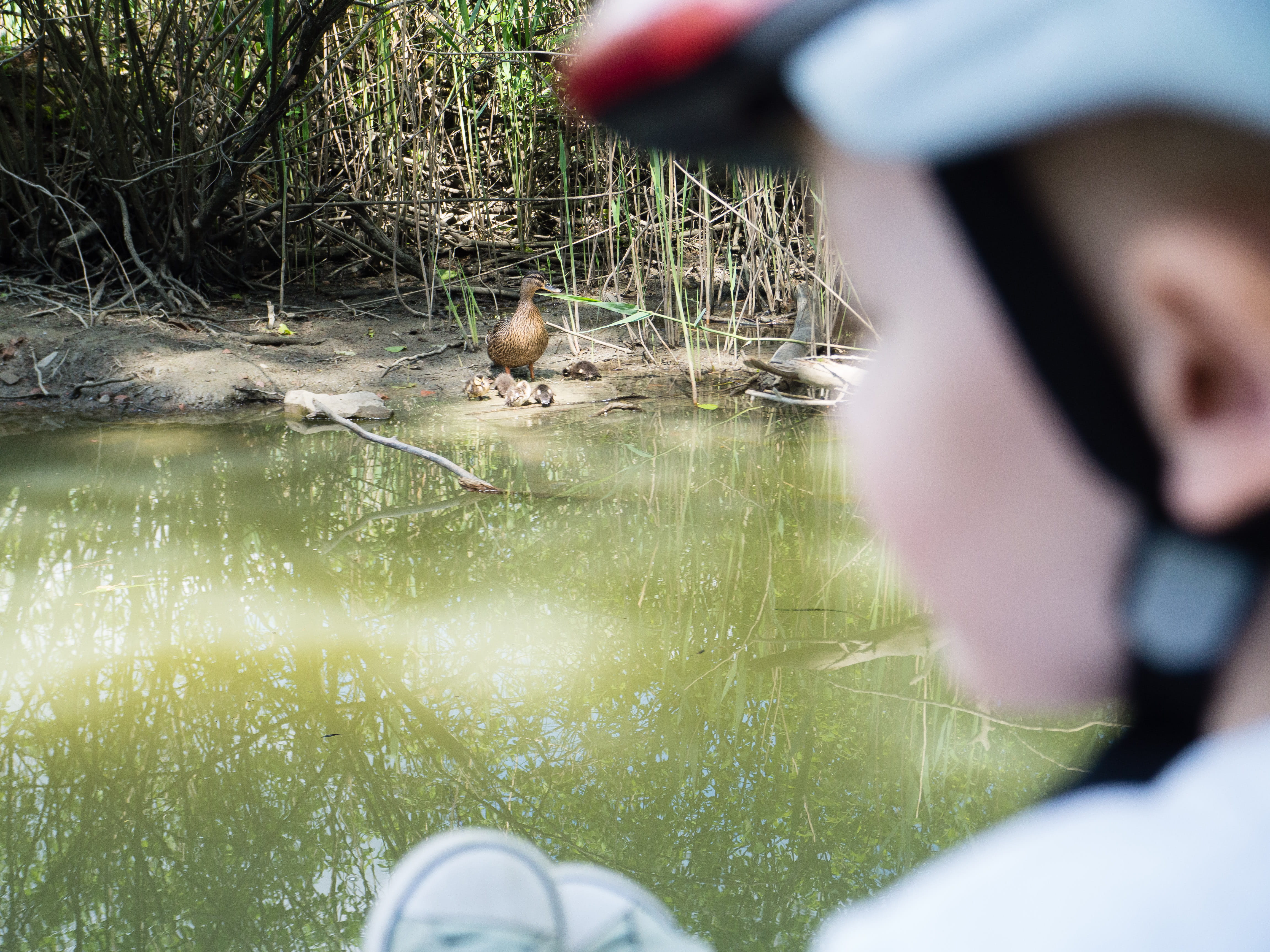 4K, nova gorica, swamp, duck, nature, selective focus, focus on background, leisure activity, animals in the wild, animal wildlife, one person, holding, HD Wallpaper