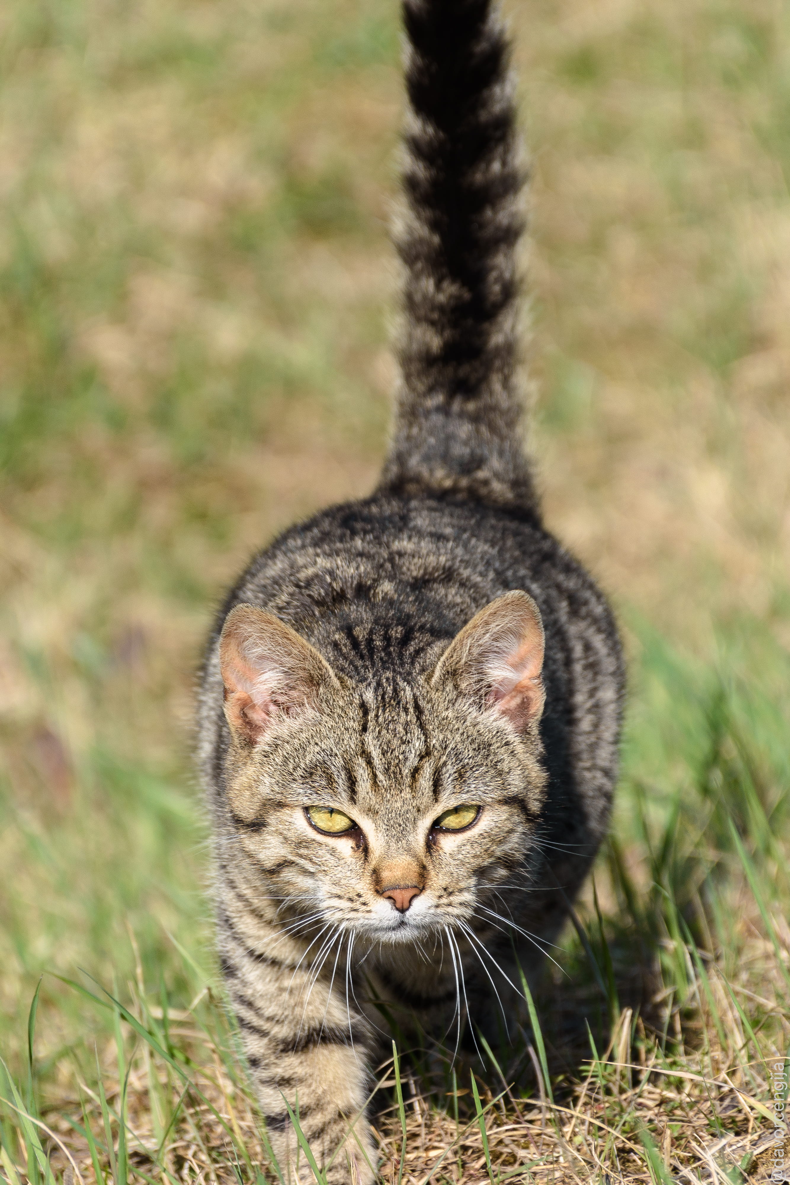 vertebrate, tabby, nature, whisker, velika gorica, field, close-up, mammal, 4K, grass, looking at camera, feline, no people, domestic cat, portrait, day, Phone HD Wallpaper