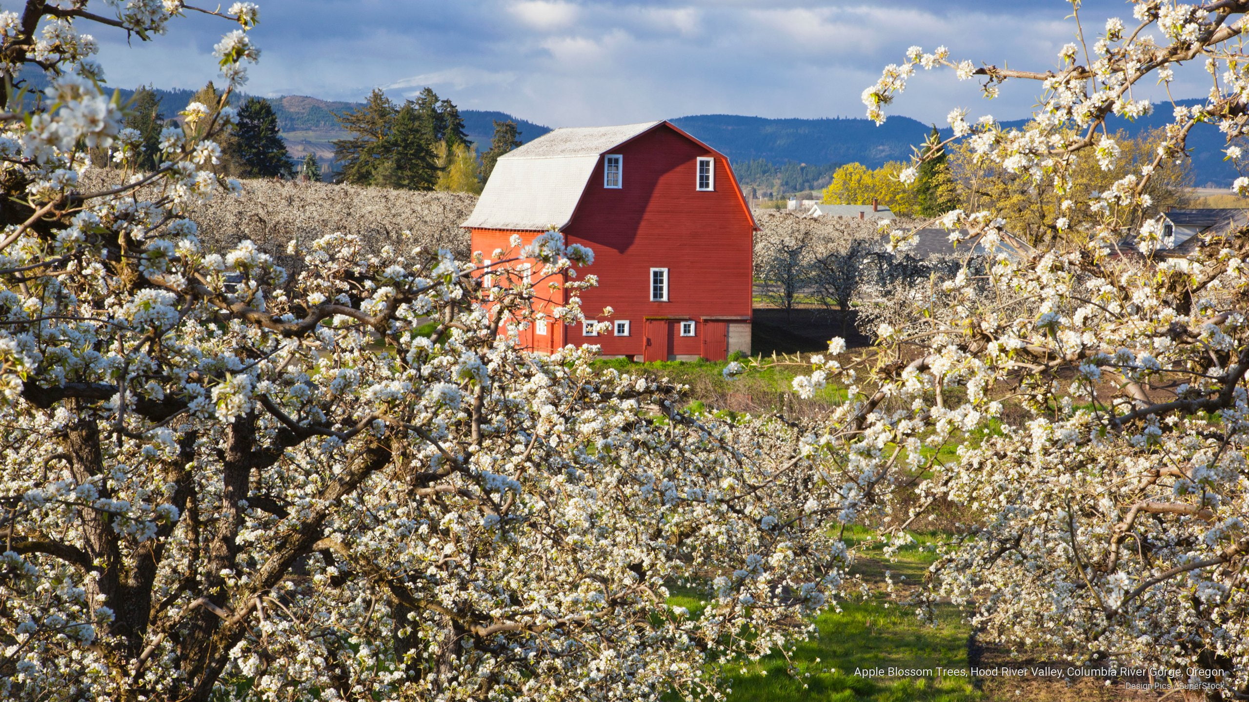 hood, trees, Spring/Summer, 2K, columbia, valley, oregon, blossom, apple, gorge, river, HD Wallpaper