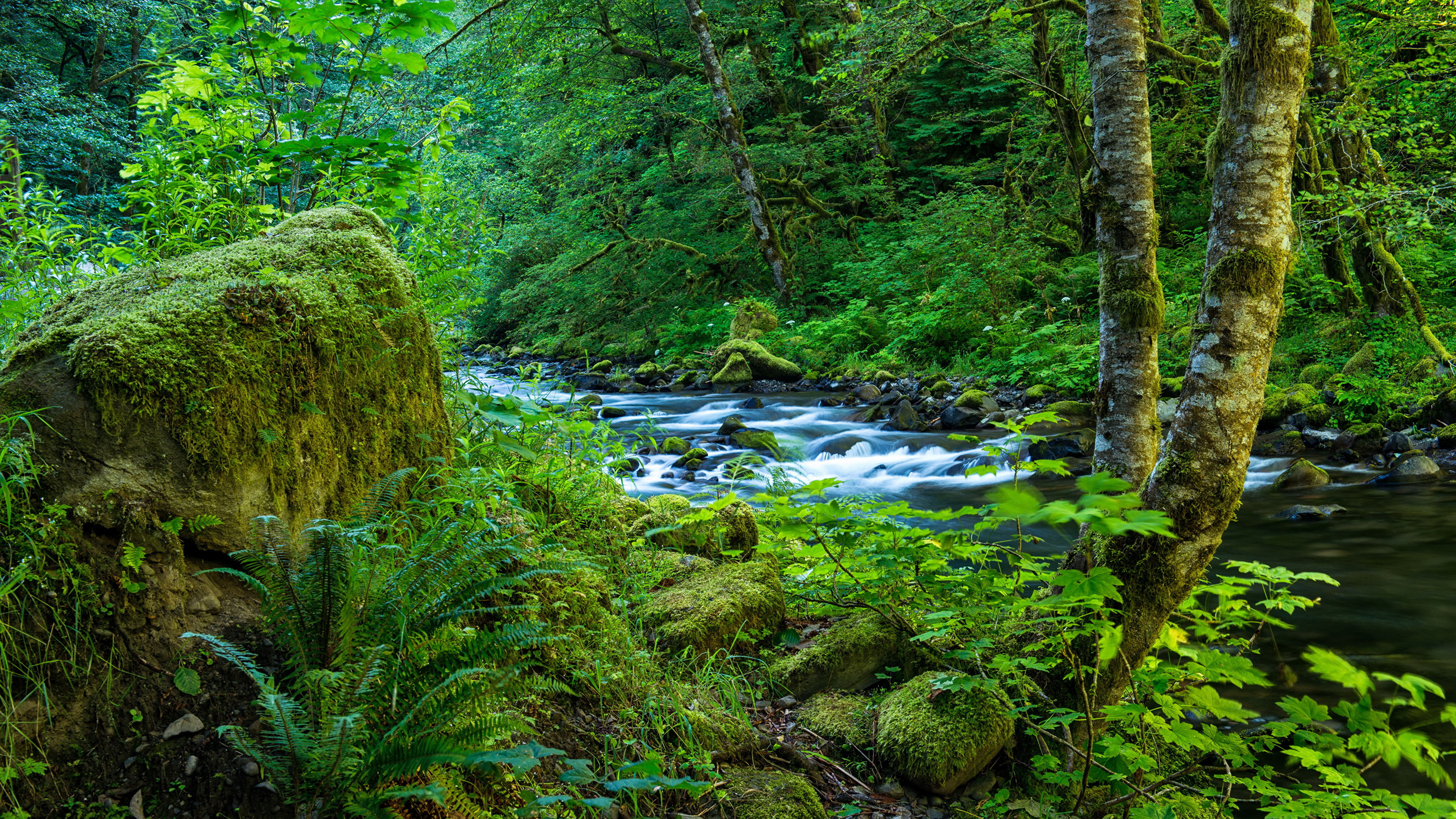falls, oregon, stream - flowing water, idyllic, rocks, forests, 4K, rainforest, scenics - nature, day, green, flowing water, green color, tree, HD Wallpaper