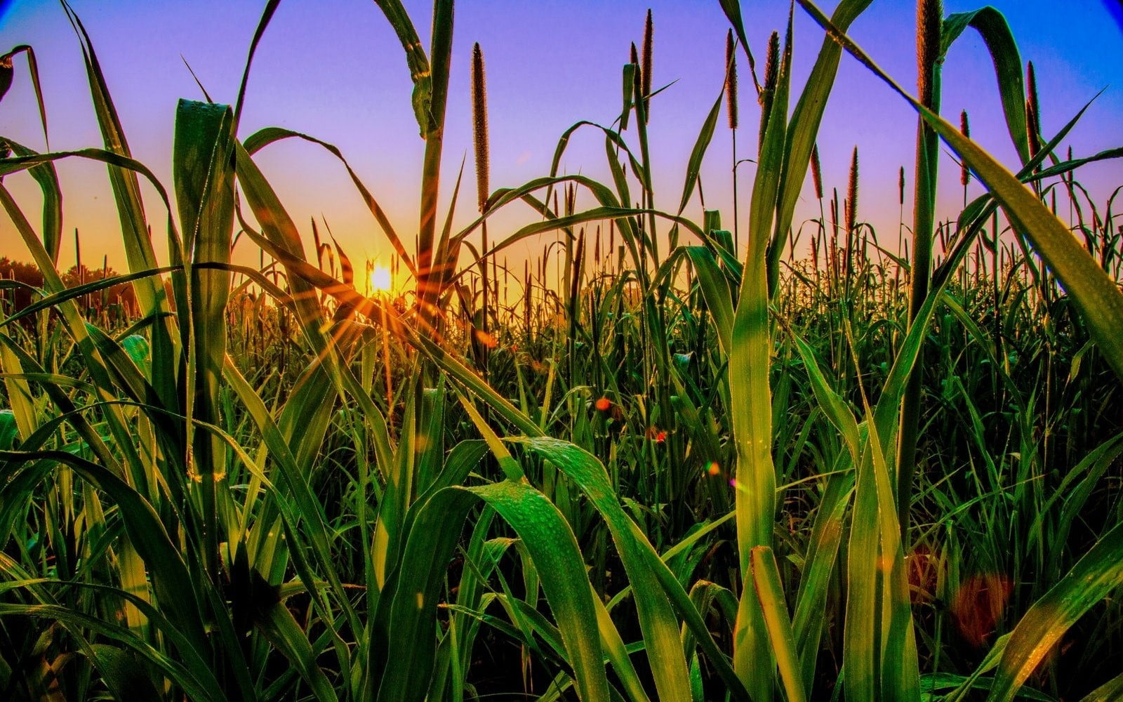 tranquil scene, green, sun rays, sunset, sunlight, no people, rural scene, calm, summer, outdoors, photography, nature, plant, day, 720P, sky, grass, plants, HD Wallpaper