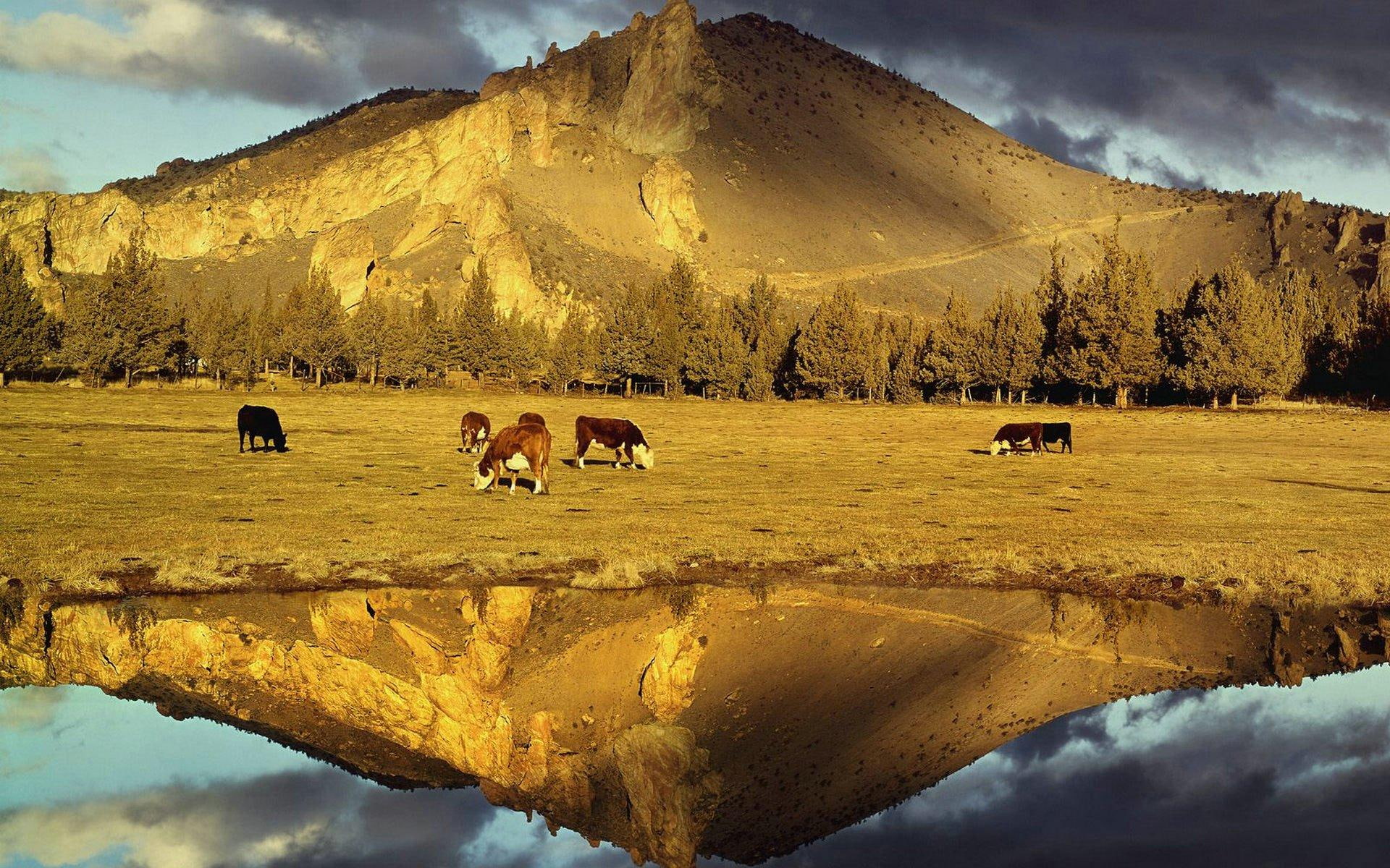 cows, photo, grassfield, horse, nature and landscapes, nature, 1080P, four, reflecting, mountain, HD Wallpaper