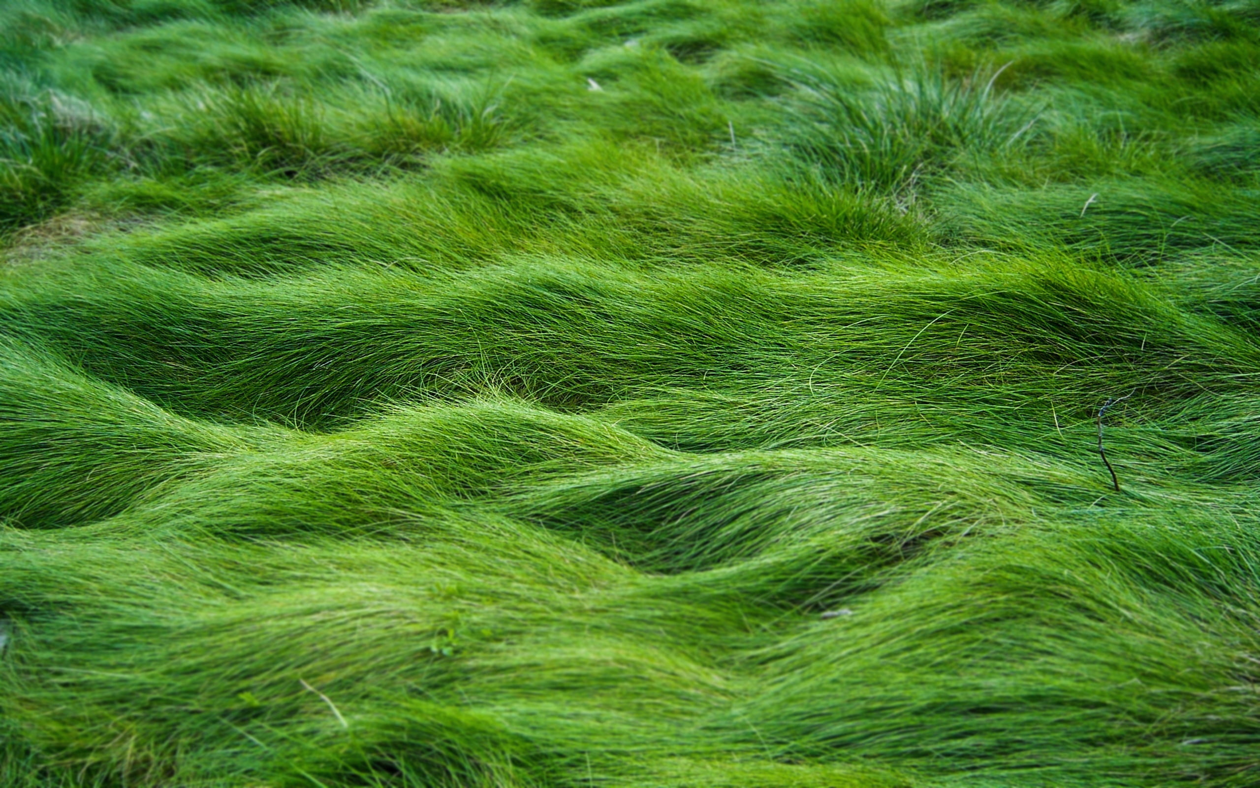 relief, close-up, landscape, environment, tranquil scene, beauty in nature, field, tranquility, full frame, lawn, green Color, plant, summer, day, grassfield, HD Wallpaper