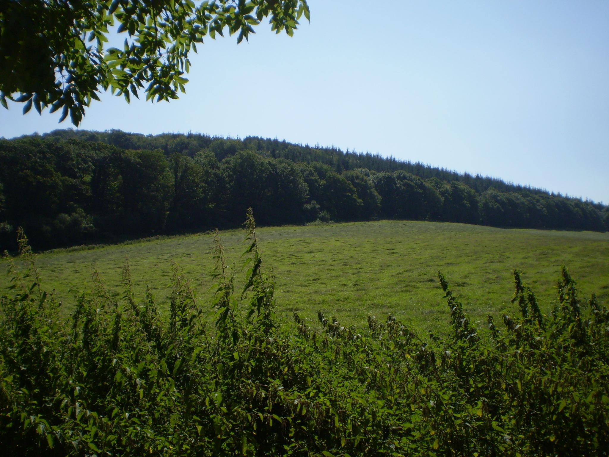 round, 1080P, forest, calm, green, earth, grassfield, nature and landscapes, wales, grass, HD Wallpaper