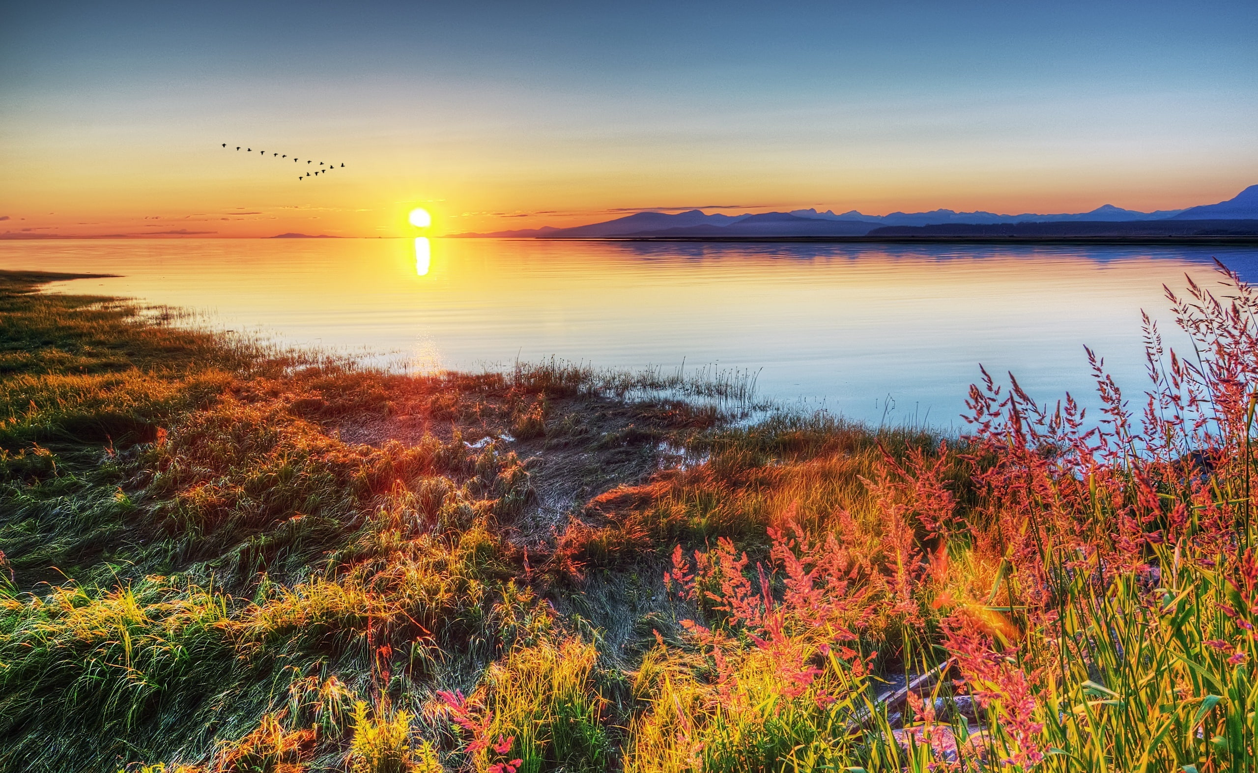 tranquil scene, body, orange color, v, no people, sun, grassfield, sky, Formation, scenics - nature, romantic sky, sunset, sea, Migratory, near, beauty in nature, HD Wallpaper
