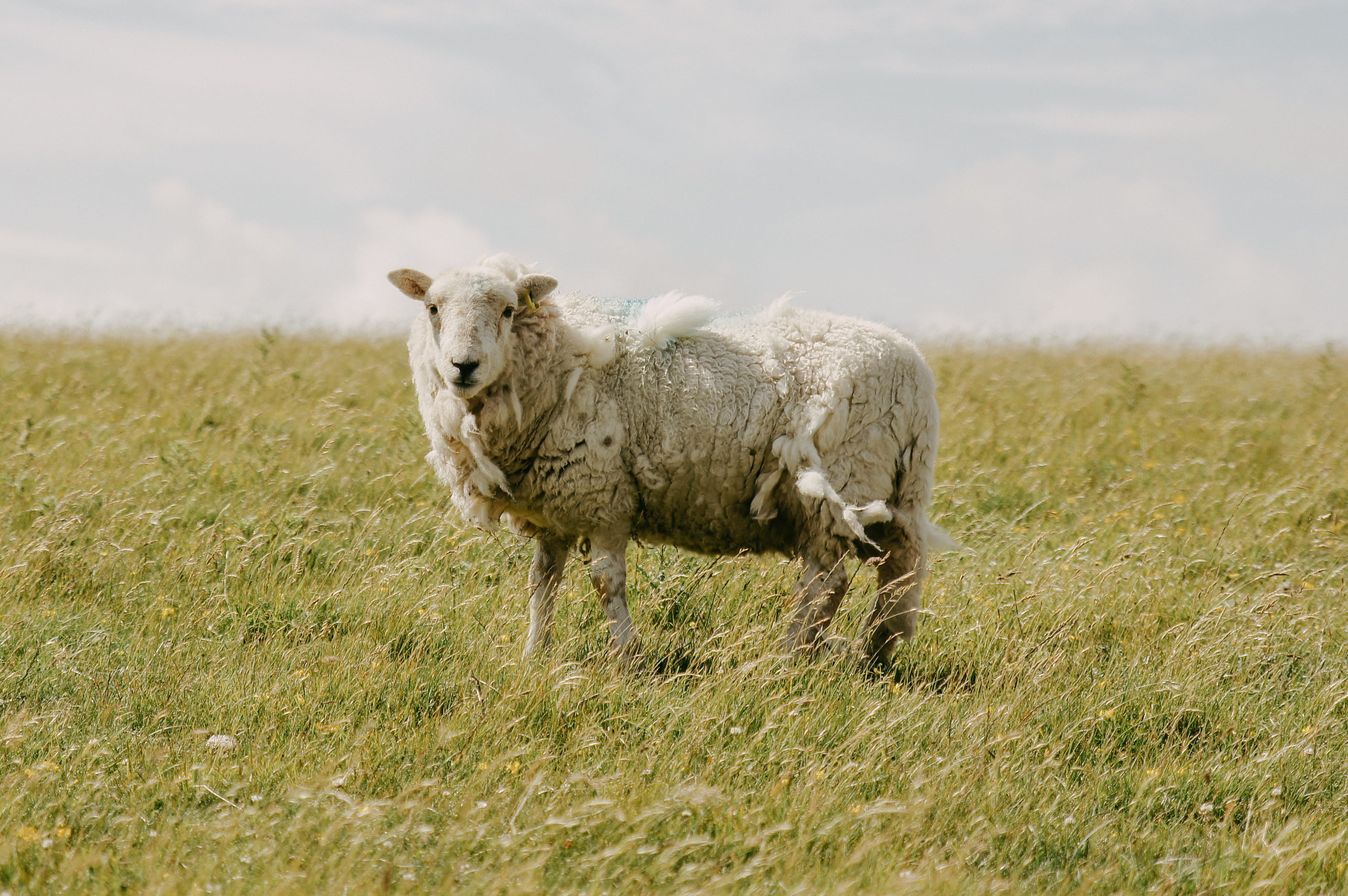 outdoors, one animal, livestock, grassfield, no people, domestic animals, 2K, herbivorous, pets, plant, animal, grass, standing, sheep, mammal, domestic, HD Wallpaper
