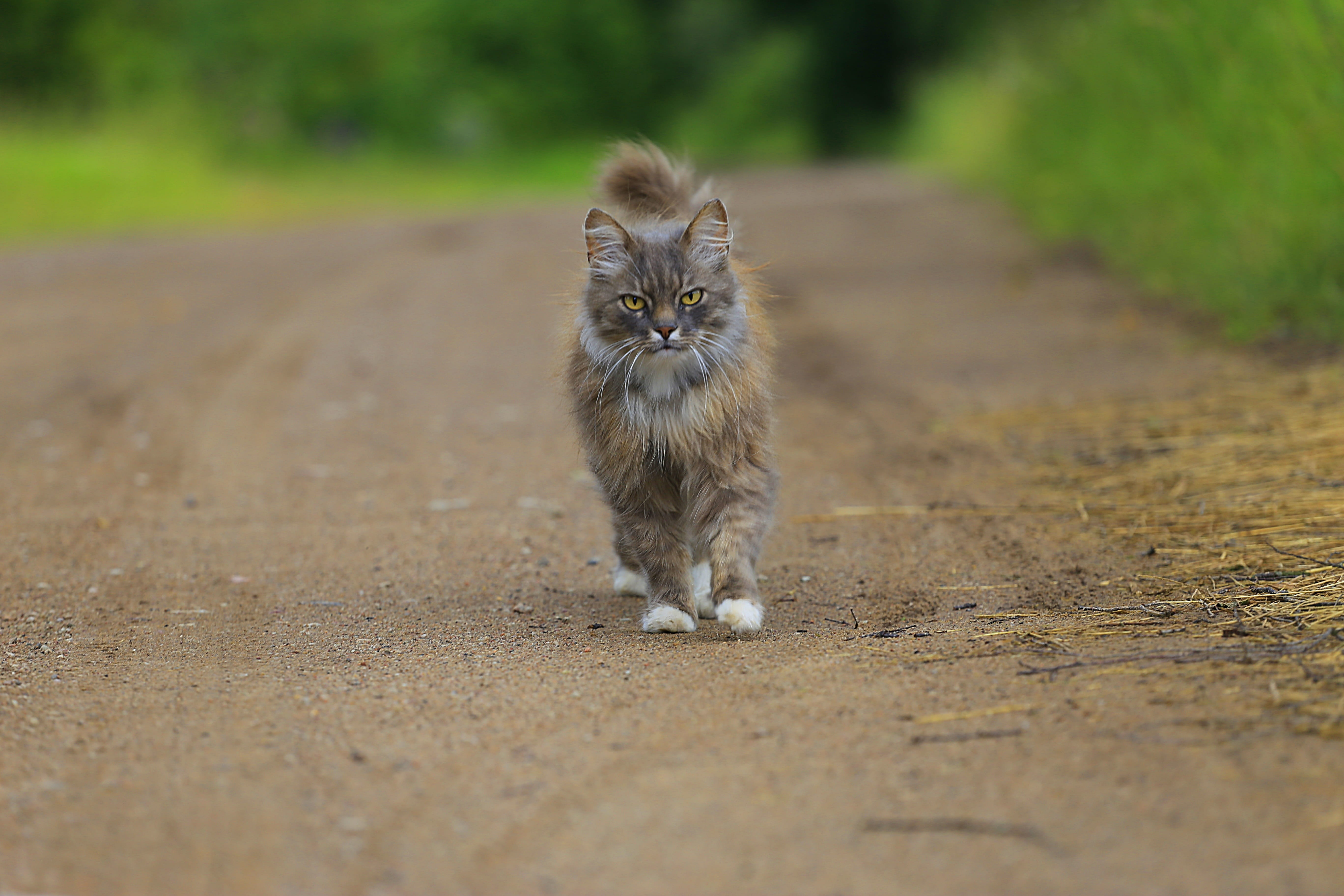 fluffy cat, young animal, animals, road, russia, animal, cat person, pets, depth, live photos, closeup, photography, village, eyes, snout, domestic animals, HD Wallpaper