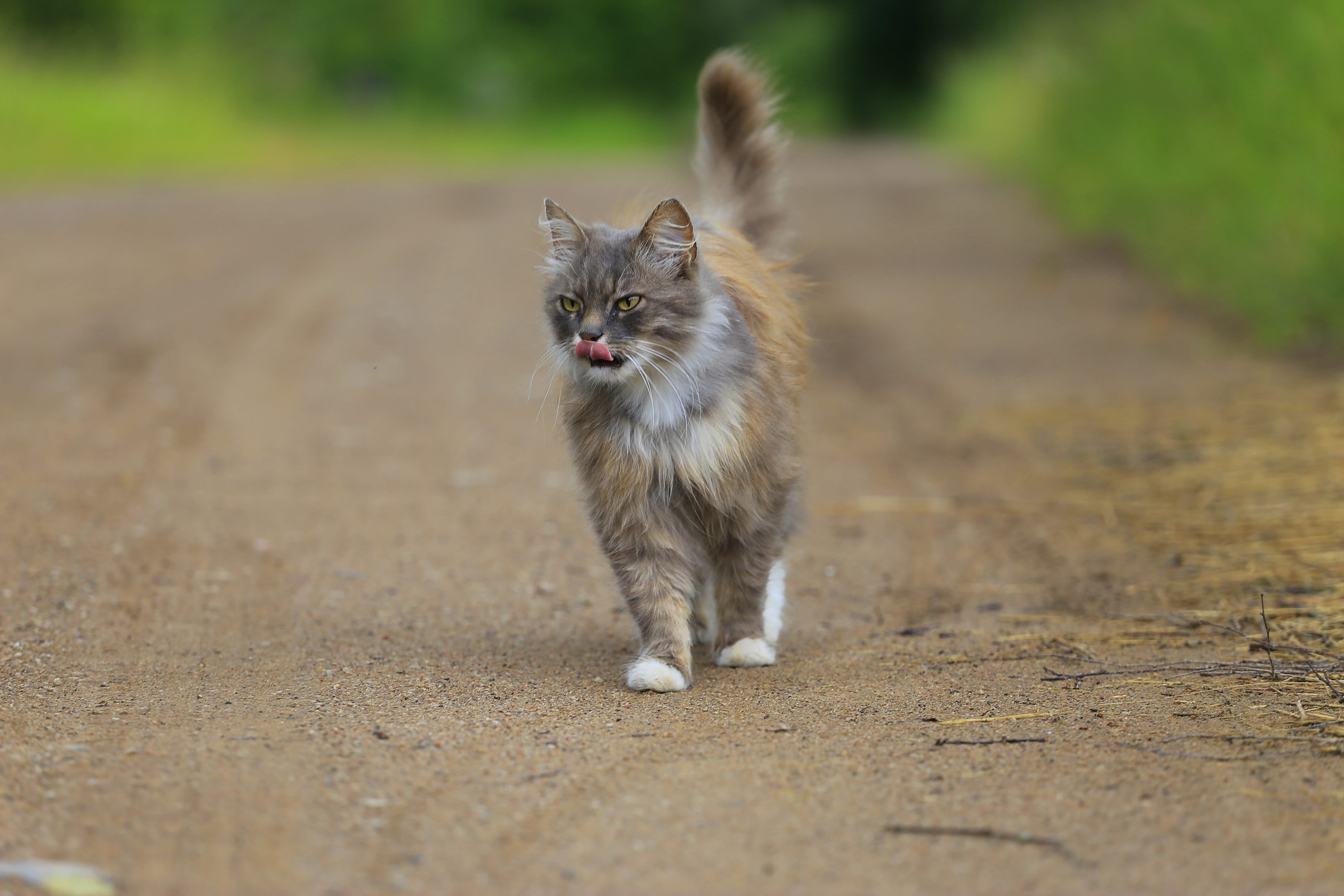russian remote places, one animal, selective, village, live photos, focus, animals, Man, whisker, domestic, cute, feline, animals in the wild, Handsome, HD Wallpaper