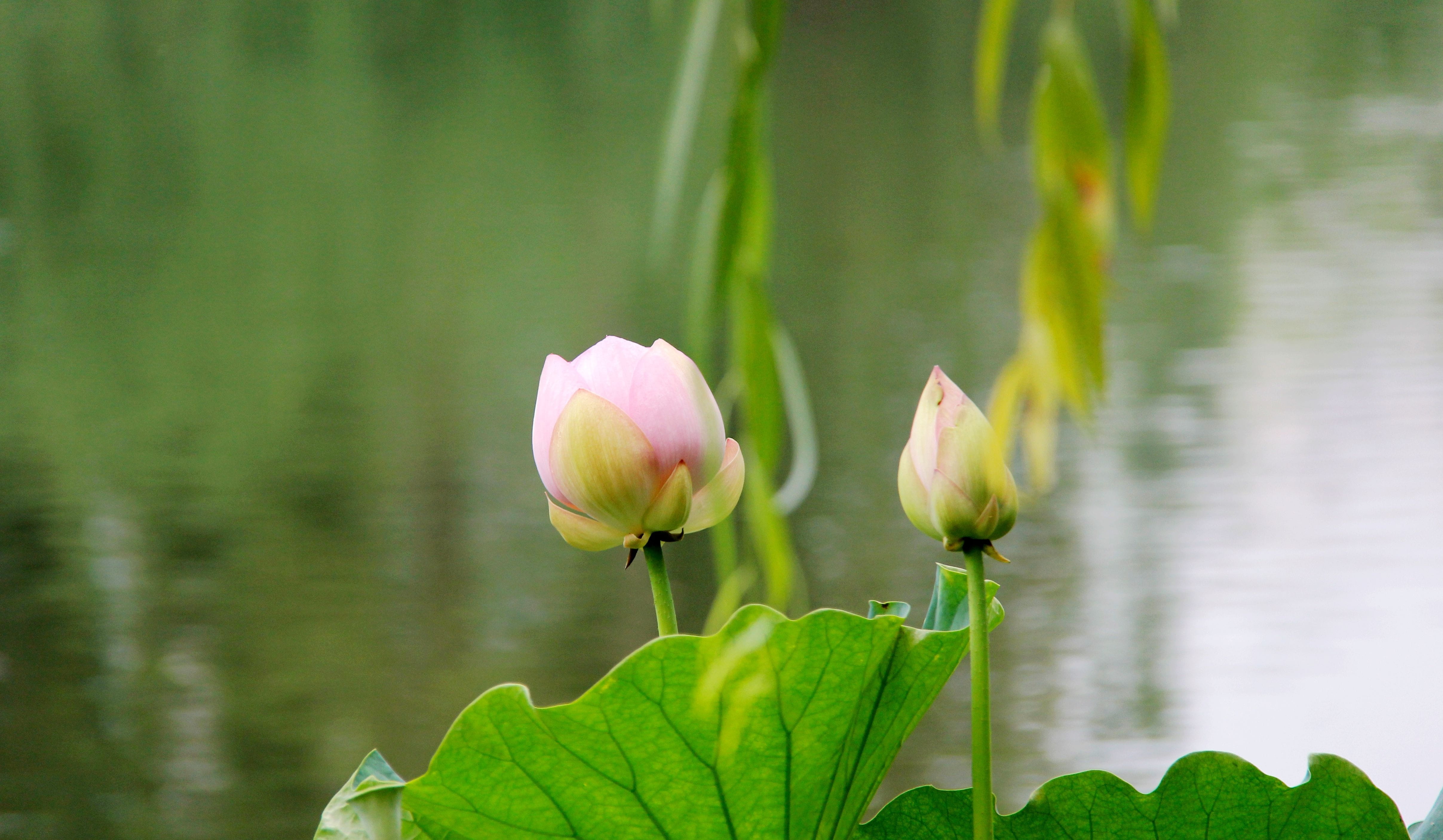 plant part, pink color, petal, floating on water, leaf, living foods, plant, to be placed, flower head, beauty in nature, growth, 4K, lotus water lily, HD Wallpaper