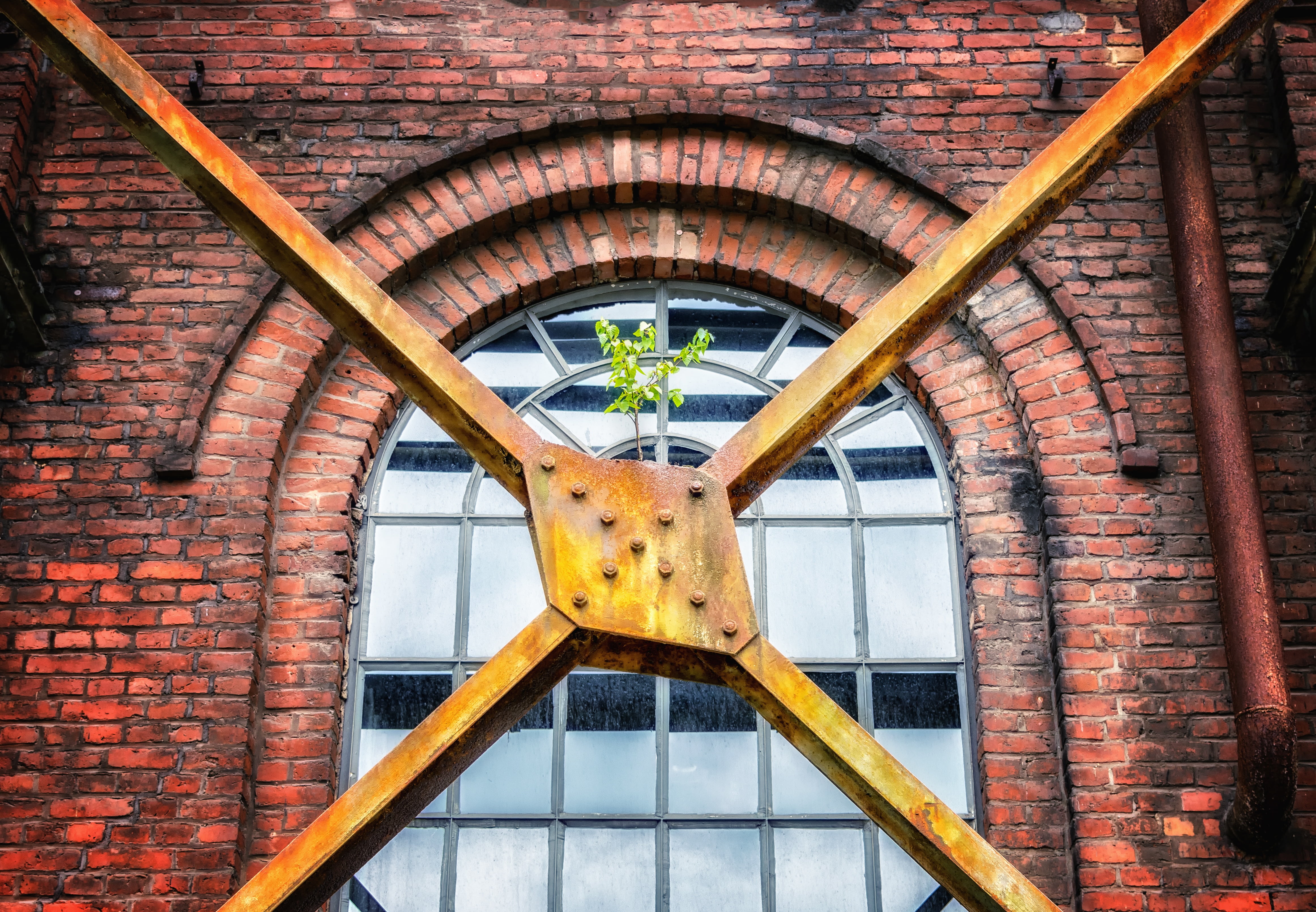 awakening, day, 4K, arch, brick, glass, sprout, metal, bäumchen, ceiling, factory, stone, clinker, plant, pforphoto, wall - building feature, tender, window, HD Wallpaper