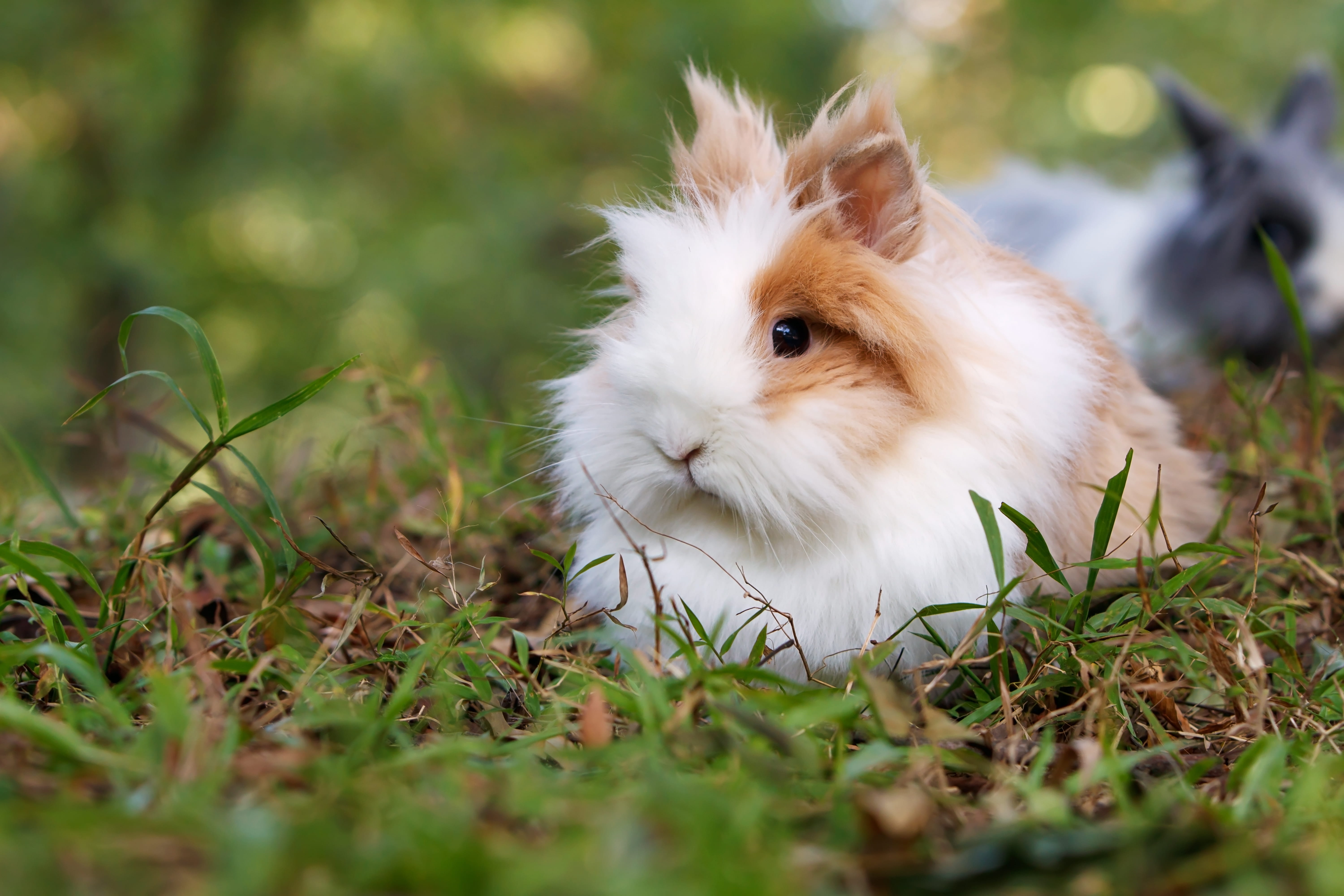 brown, pets, grass, one animal, animal themes, domestic animals, bunny, selective focus, focus, grassfield, field, rabbit, selective, domestic, fields, HD Wallpaper