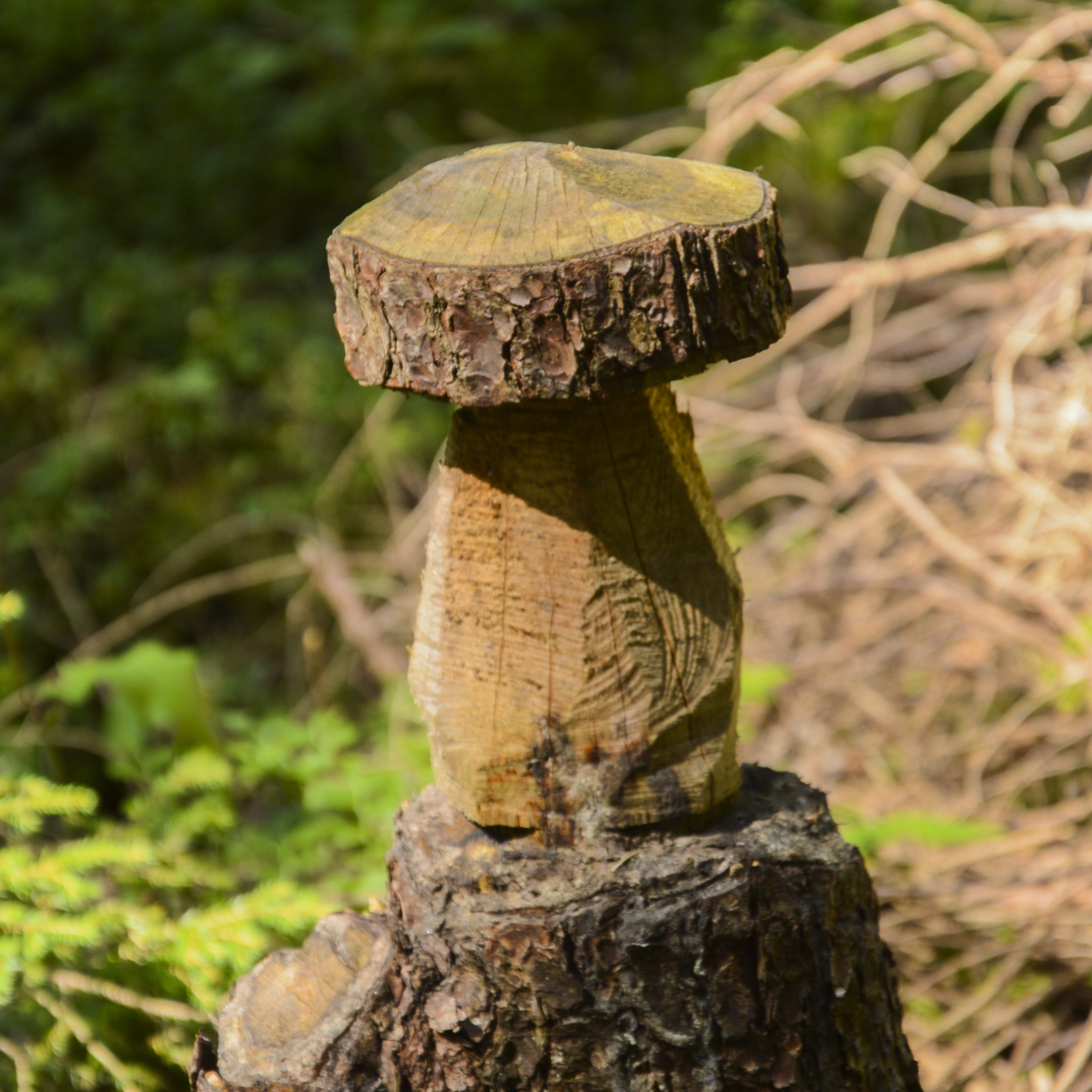 no people, some macro, plant, 2K, forest, bark, wood - material, close-up, tree fungus, wood, fungus, hiking, grass, food, vegetable, beauty in nature, Phone HD Wallpaper