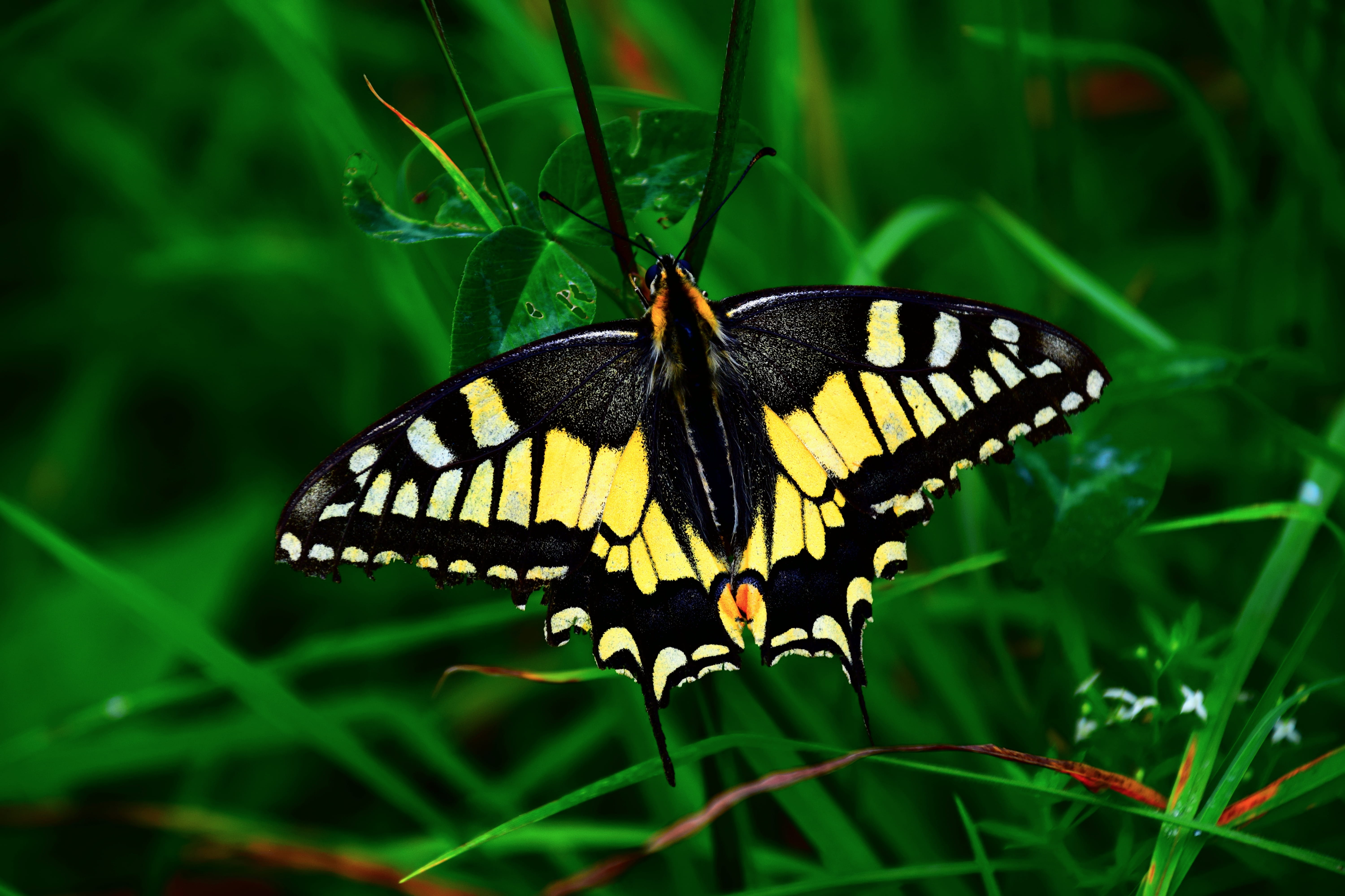 green color, one animal, micro, plant, nature, grindelwald, outdoors, swallowtail, pollination, animal wildlife, insect, rare, close-up, focus, flowering plant, HD Wallpaper