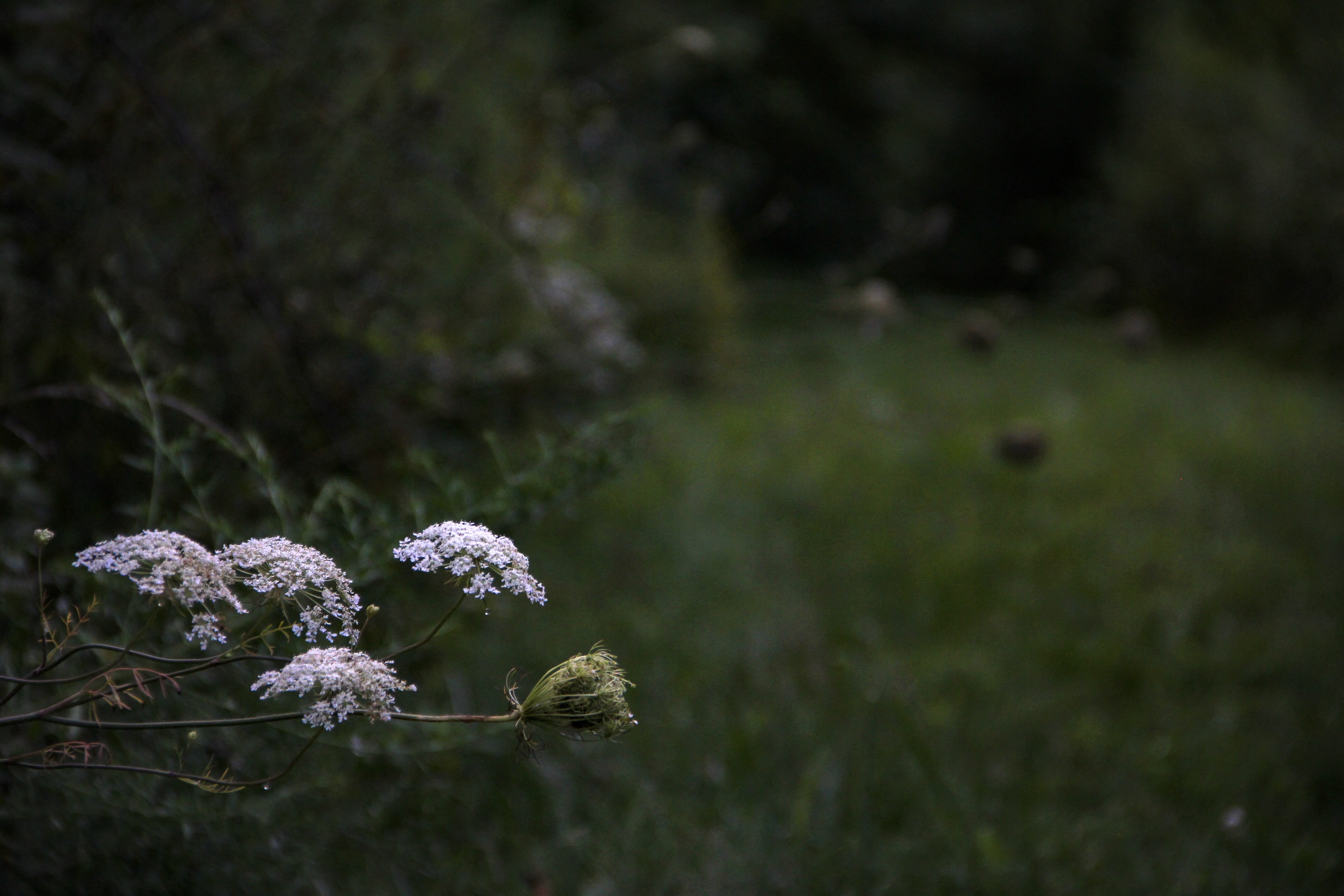 springtime, outdoors, flowers, flower head, summer, landscape, selective focus, day, field, no people, land, united states, close-up, inflorescence, chambersburg, HD Wallpaper
