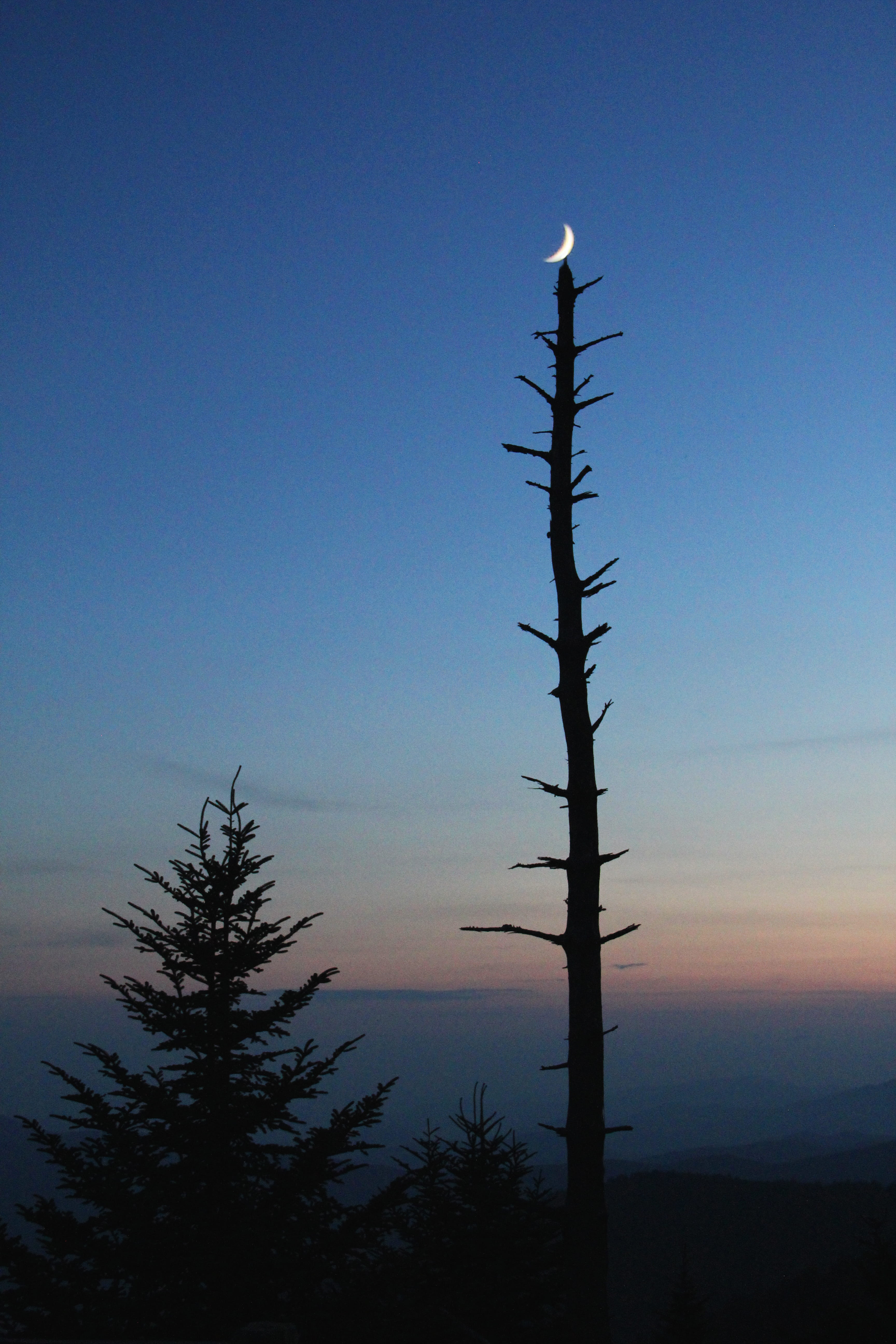 canon, canon t2i, nature, 18-135mm, plant, creation, great smoky mountains national park, silhouette, scenics - nature, sun, beautiful, great smoky mountains, Phone HD Wallpaper