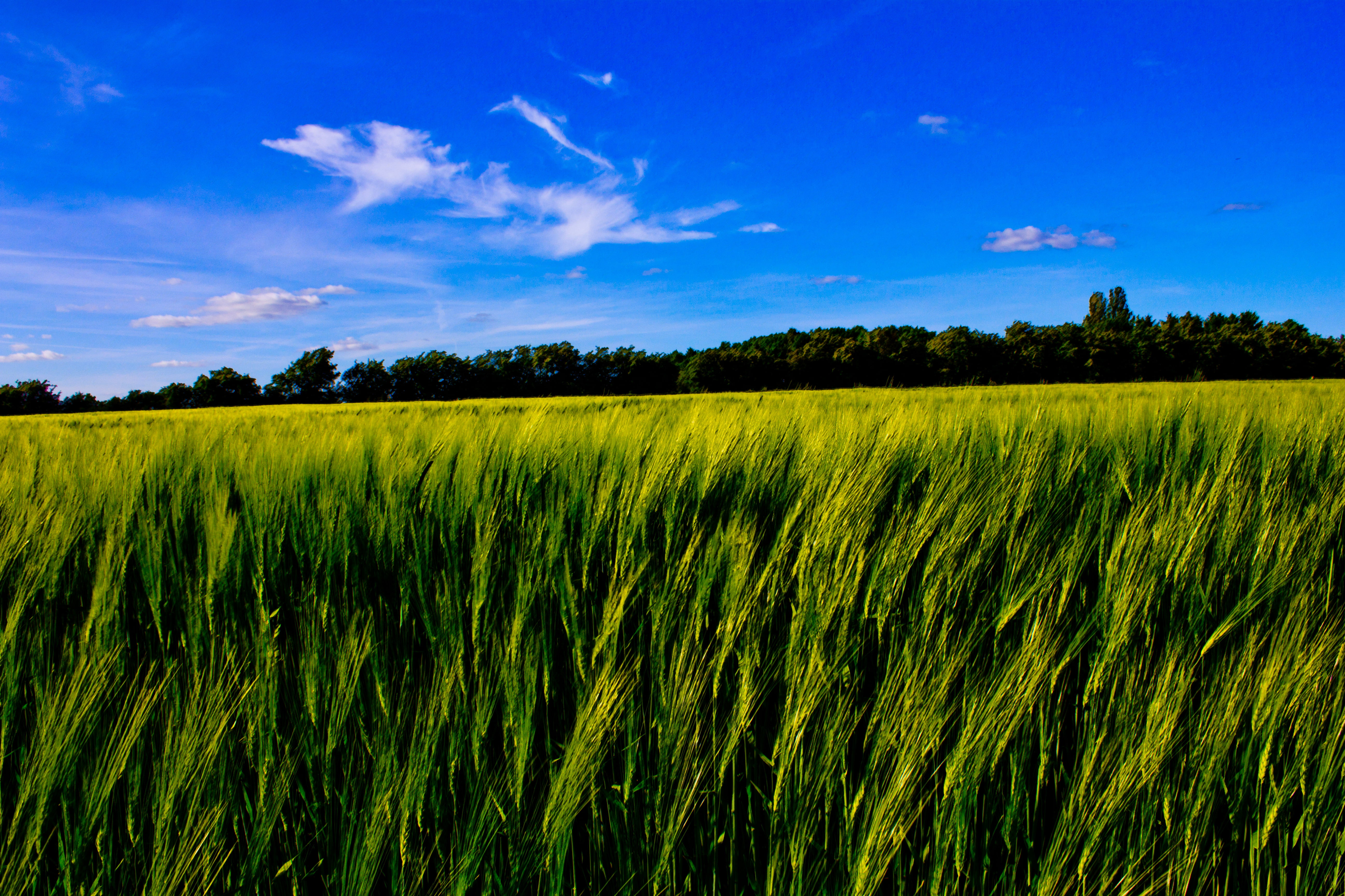 green grass, Corn  field, Beautiful, nature, grass field, outdoors, Picture, Canon  Eos  550D, blue, Sky, Foto, summer, summer  day, green, landscape, plant, HD Wallpaper