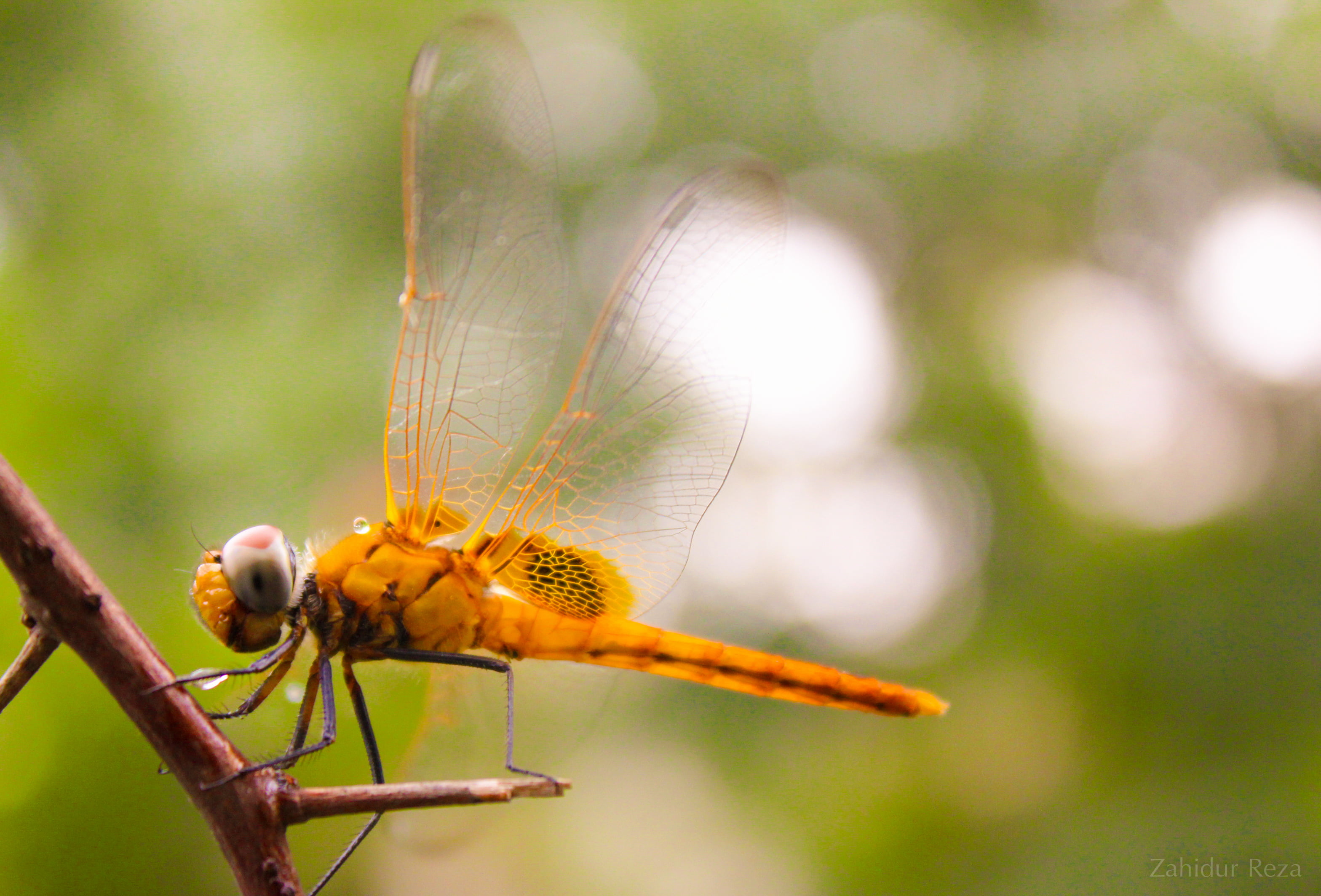 focus, bug, tree, selective focus, 2K, Dragon, perching, animal, summer, dragonfly, animal Wing, 550D, wildlife, nature, tree branch, branch, photography, HD Wallpaper