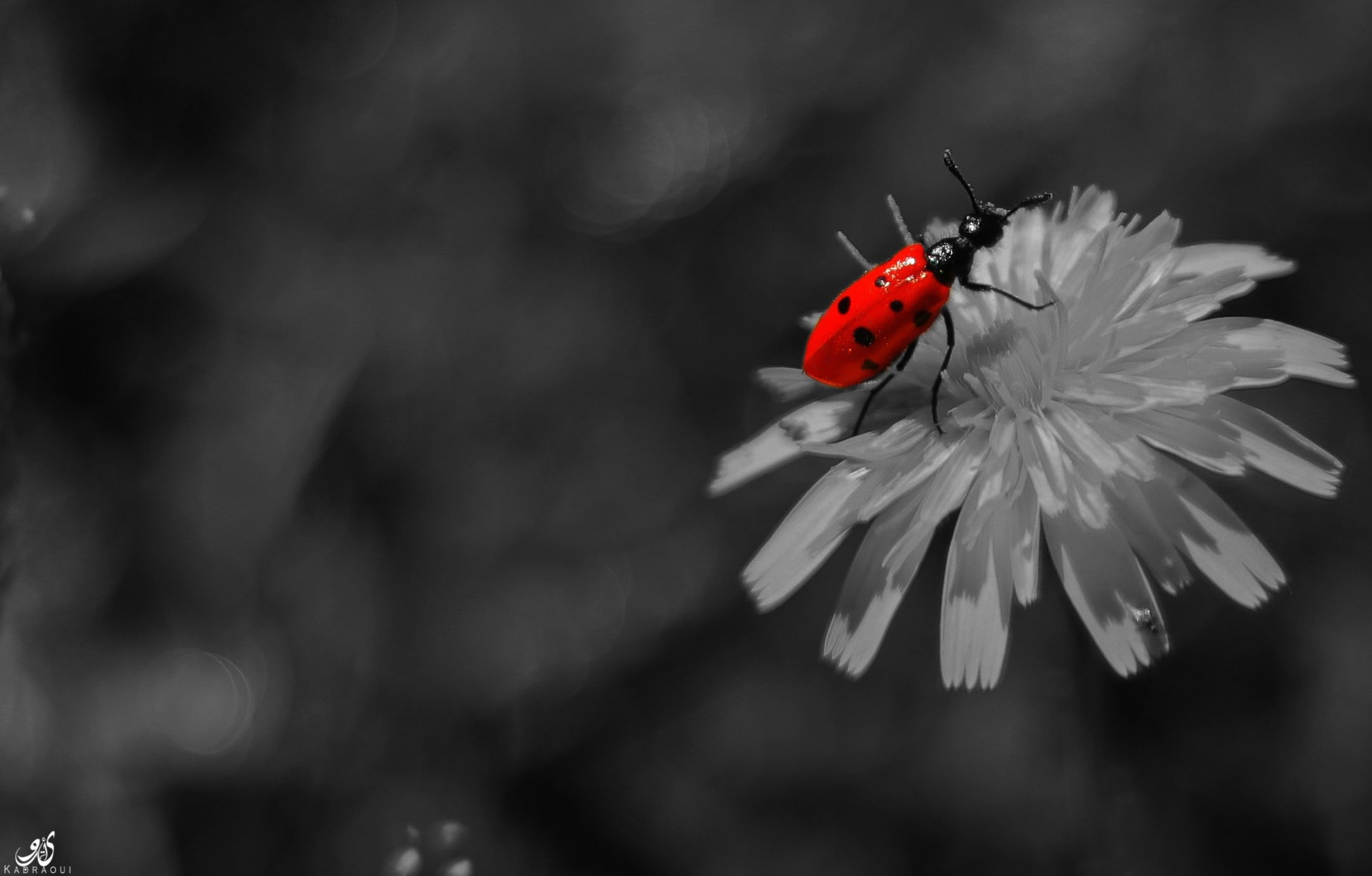 flowers, red, white, nature, canon, 1080P, Canon eos 550d, monochrome, HD Wallpaper