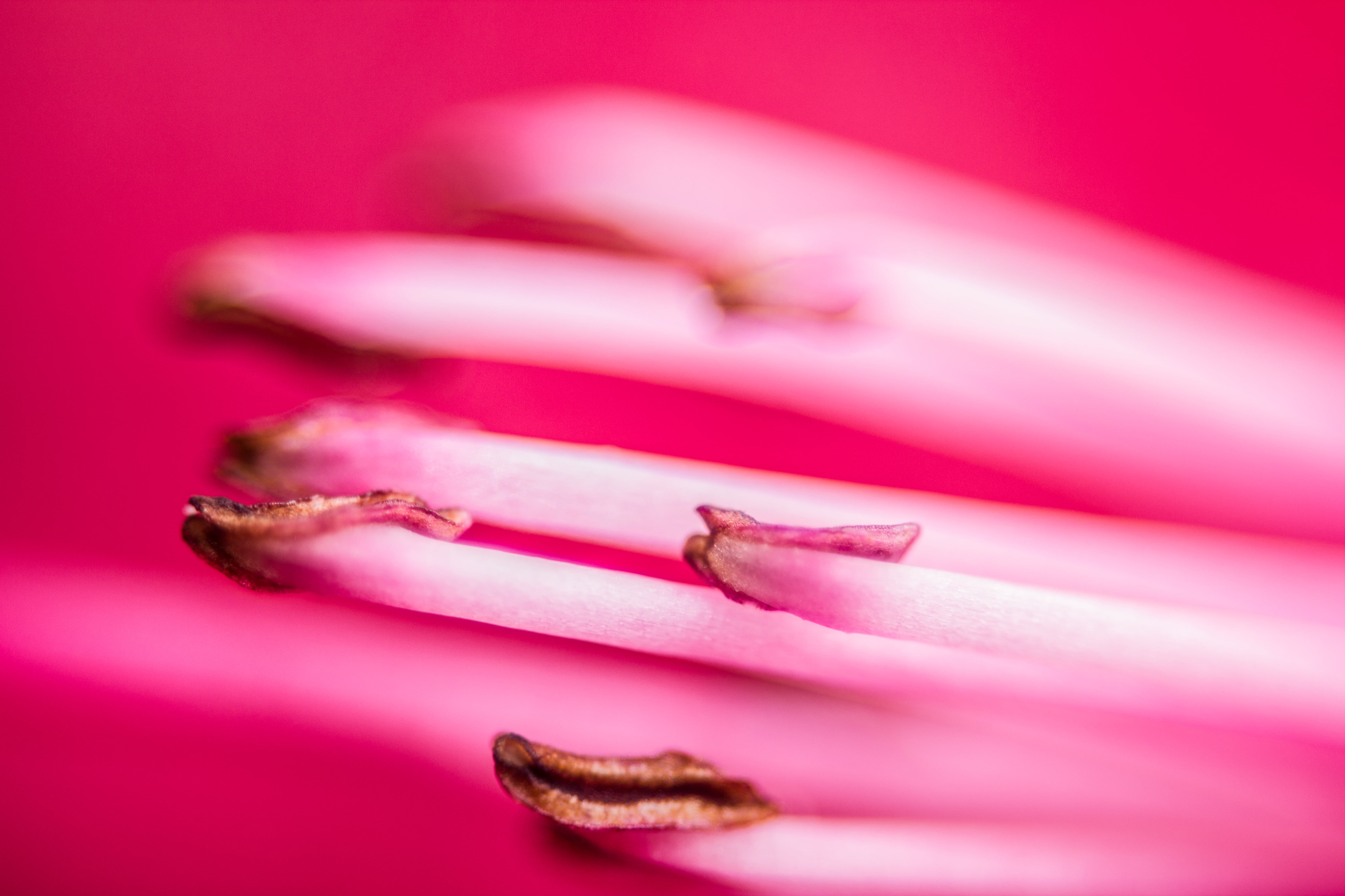 macro, close, canon  550d, beige, photo, Flower, rhododendron, close-up, surface, 5K, red, HD Wallpaper