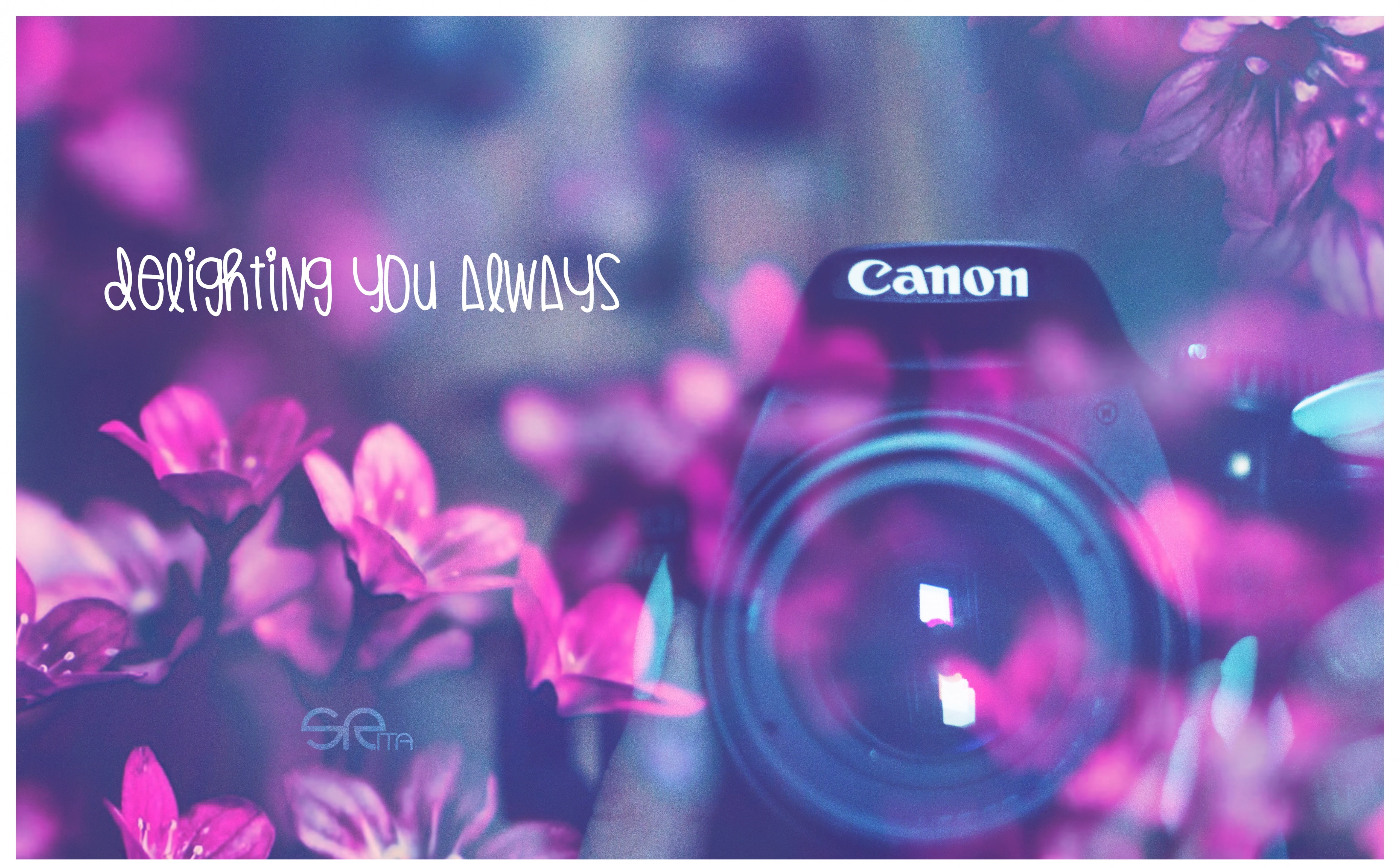 helios, always, purple, black, photo, pink color, close-up, overlay, indoors, transparent, flowering plant, photograph, Aero, freshness, camera, western script, HD Wallpaper