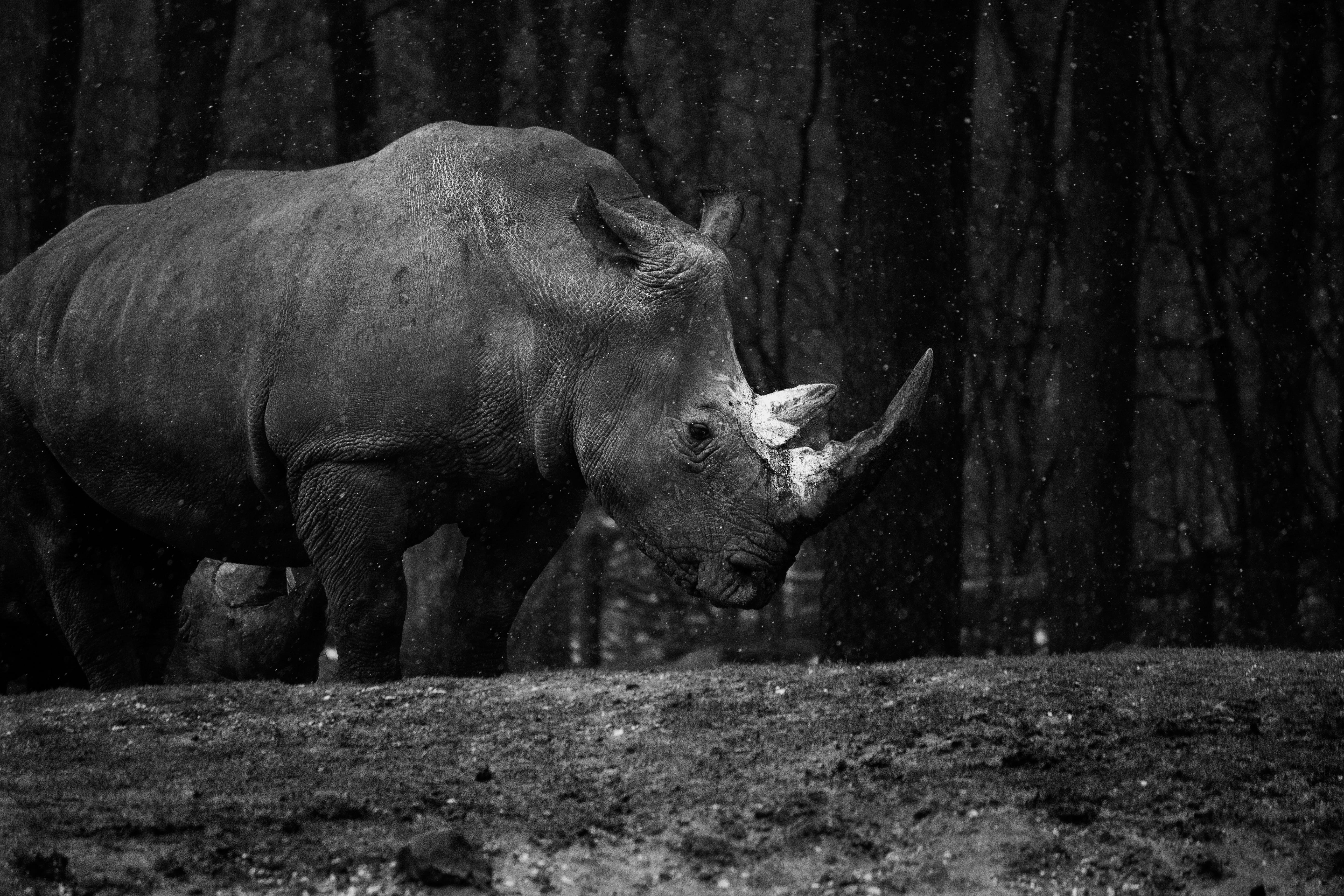 rhino, field, black and white, one animal, animal wildlife, livestock, 5K, winter, day, burgers zoo, standing, sad, nature, netherlands, black, rhinos, HD Wallpaper
