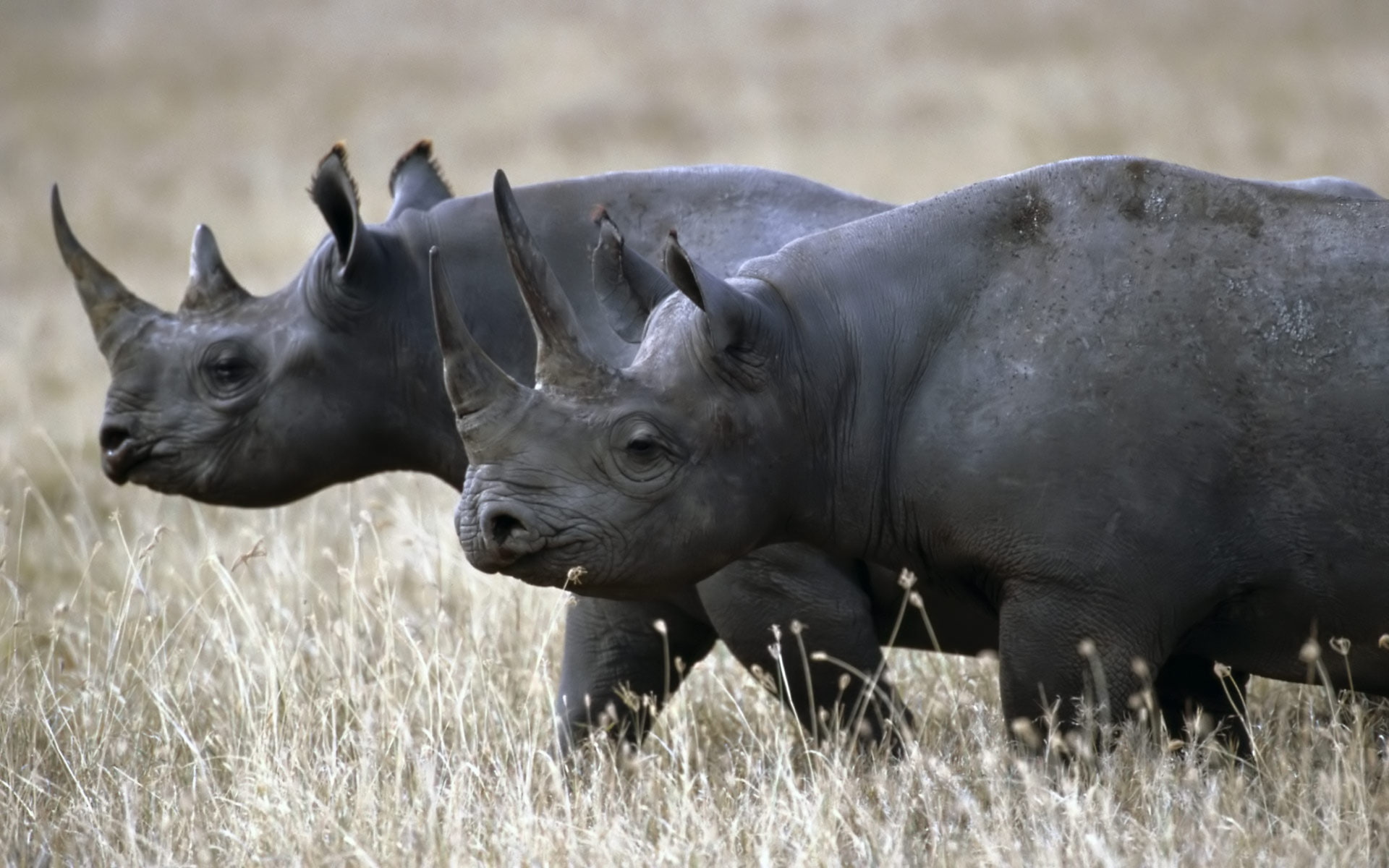 art, hd, rhino, animal, rhinoceros, Black, animals, rhinos, preserve, 1080P, HD Wallpaper