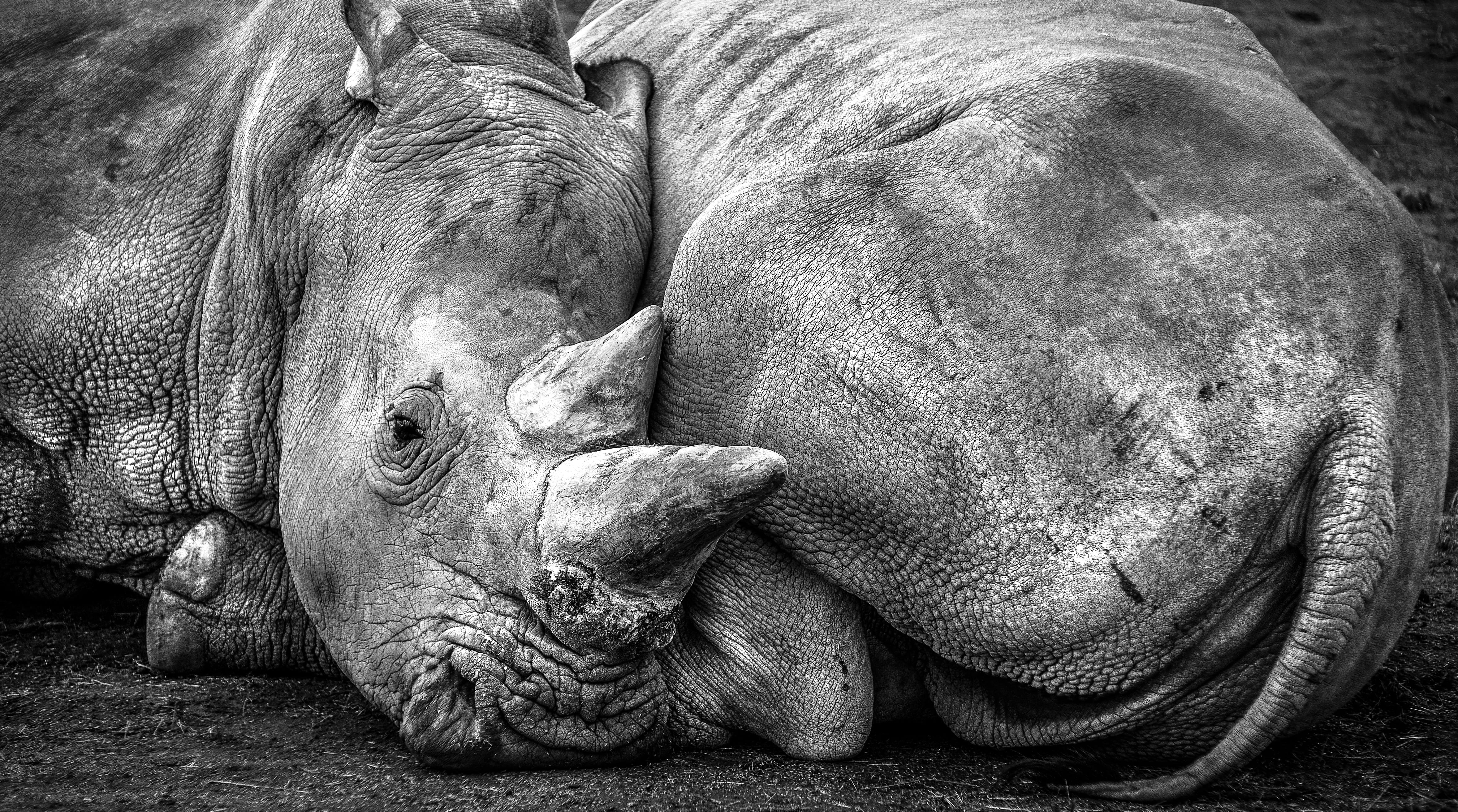 togetherness, day, rhinoceros, horn, two animals, pachyderm, animal family, sleeping, vertebrate, mammal, close-up, animal, domestic animals, animal themes, HD Wallpaper