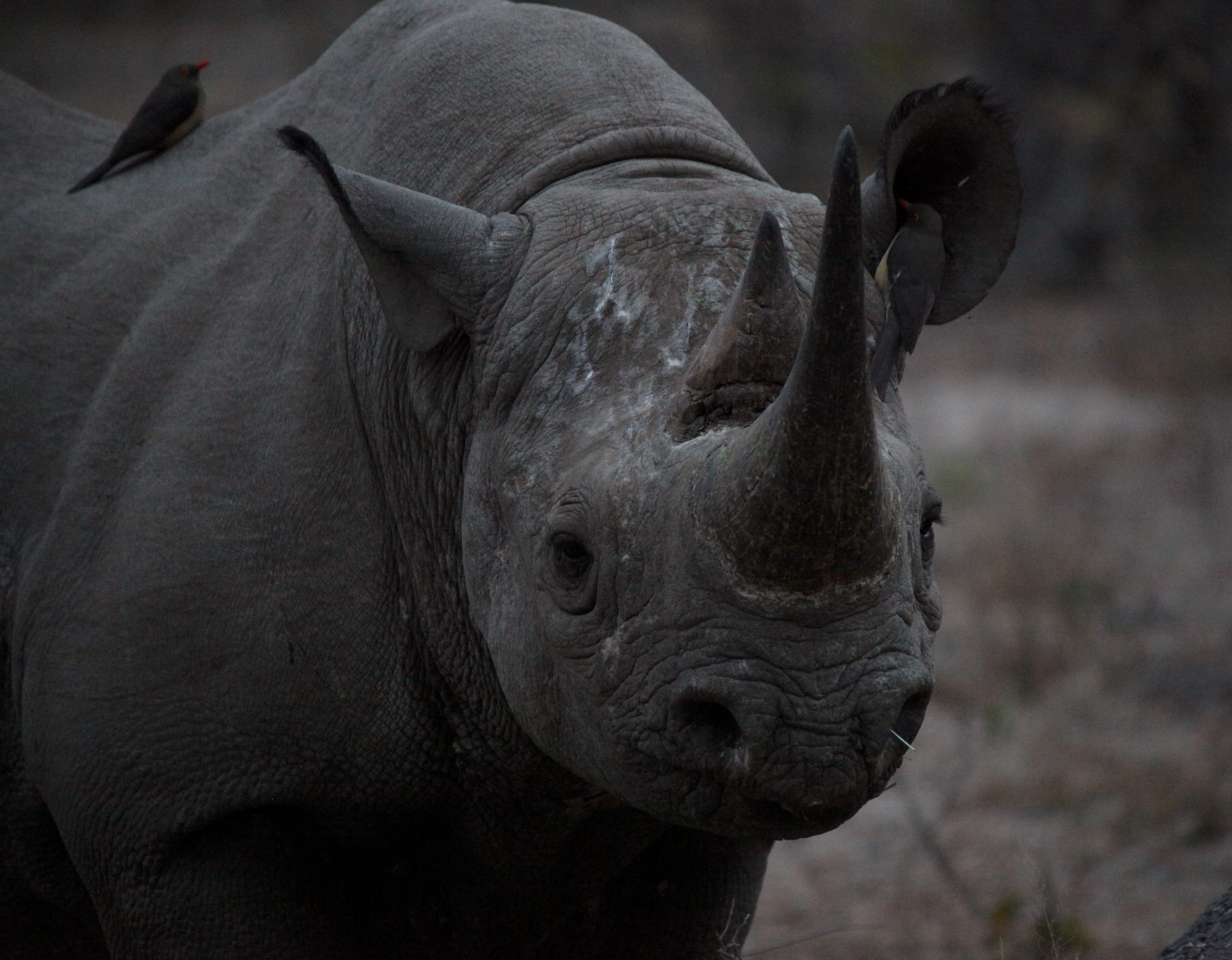 animal nose, animal wildlife, profile view, animal body part, focus on foreground, m, no people, horn, field, rhino, day, portrait, rhinoceros, wrinkled, HD Wallpaper