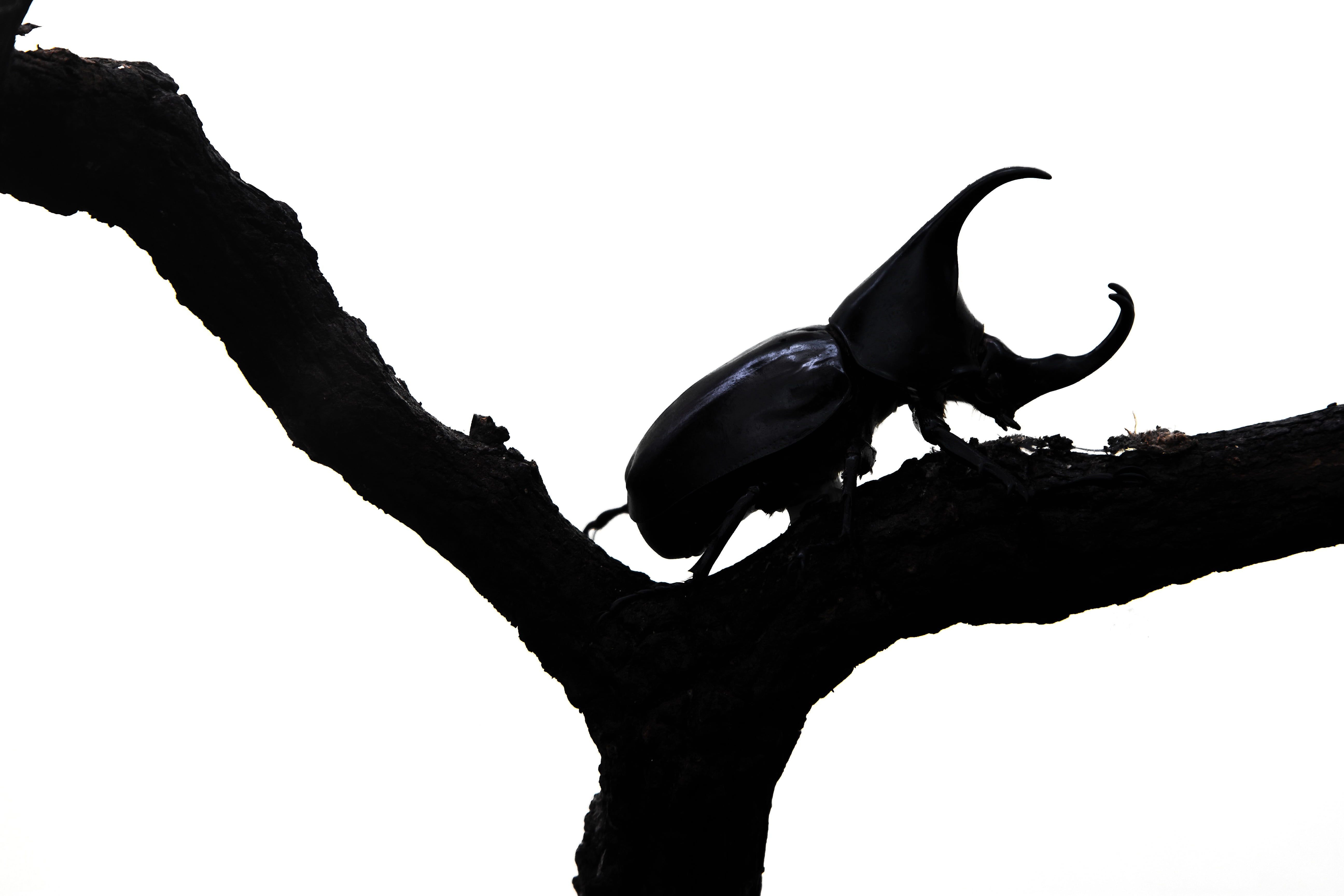 color, beetle, low angle view, insect, sky, animal, single, natural, studio shot, tree, thailand, rhino, sketch, large, close-up, white background, animals in the wild, HD Wallpaper