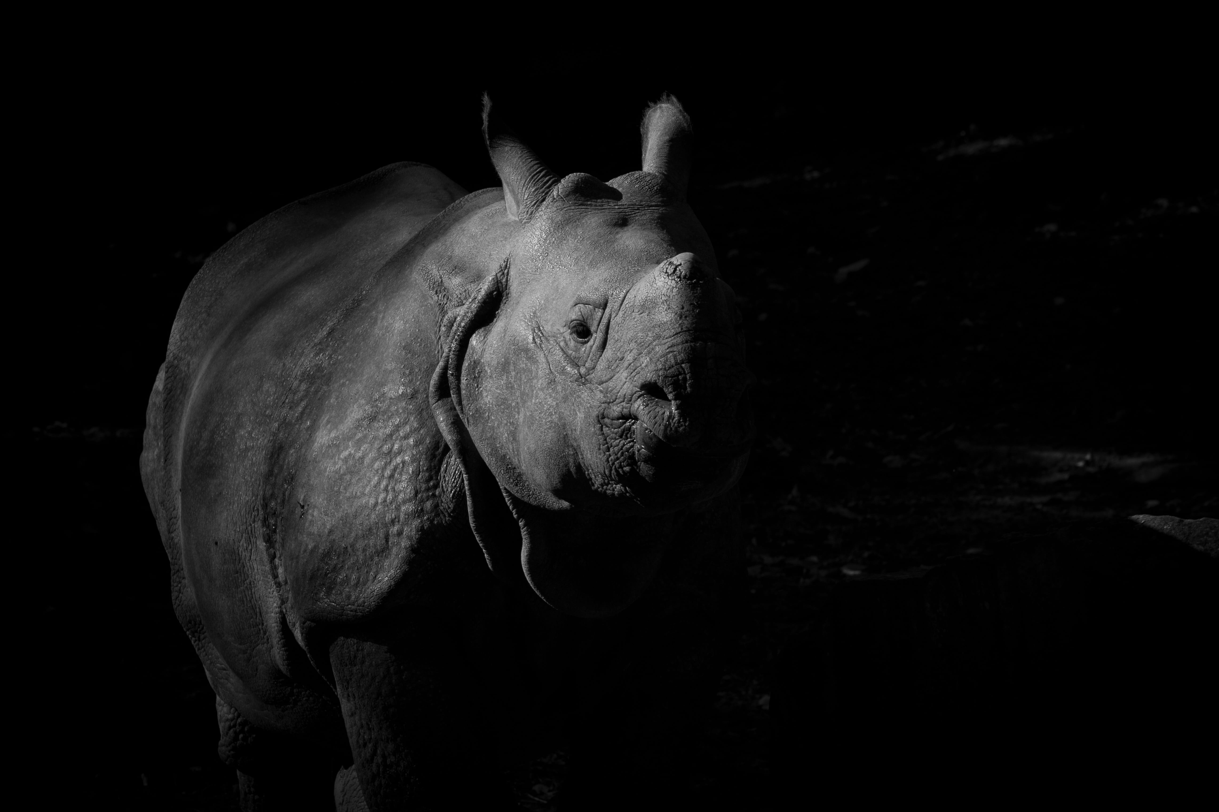 surface, nature, vertebrate, dangerous, black background, a, rhino, animal themes, herbivorous, horse, pets, animals in the wild, mammal, one animal, 5K, HD Wallpaper