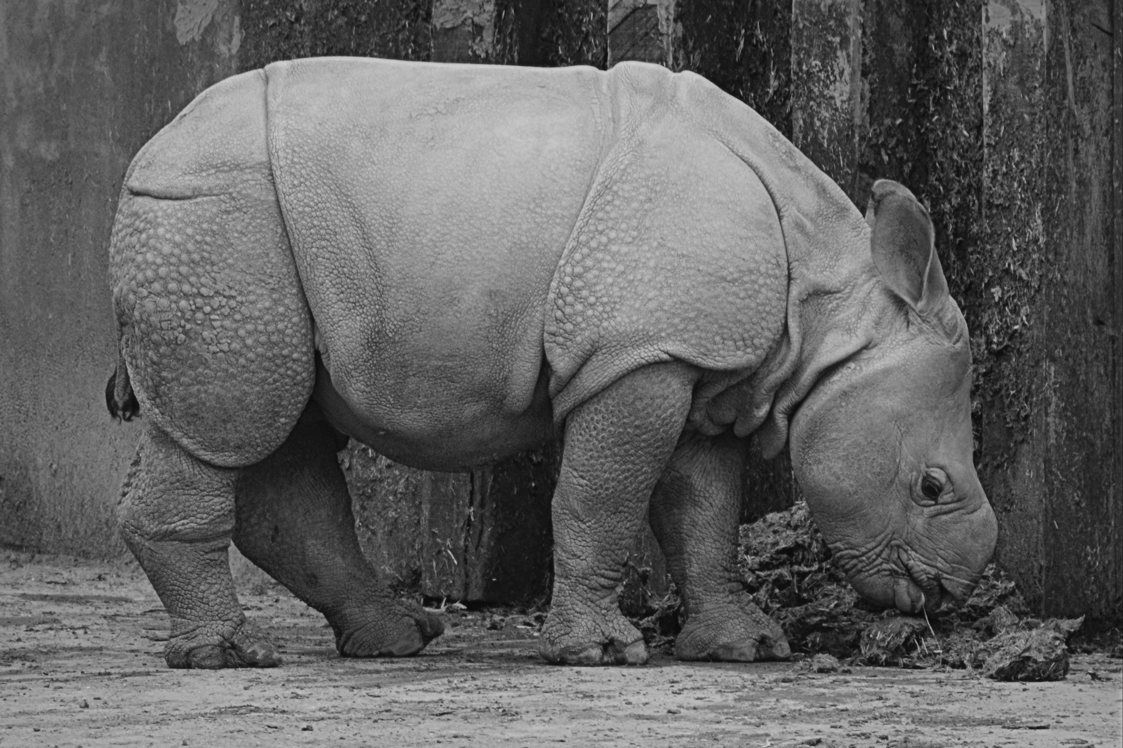animal trunk, elephant, nature, land, rhinoceros, herbivorous, animal themes, full length, safari, animal family, animals in the wild, rhino, large, vertebrate, HD Wallpaper