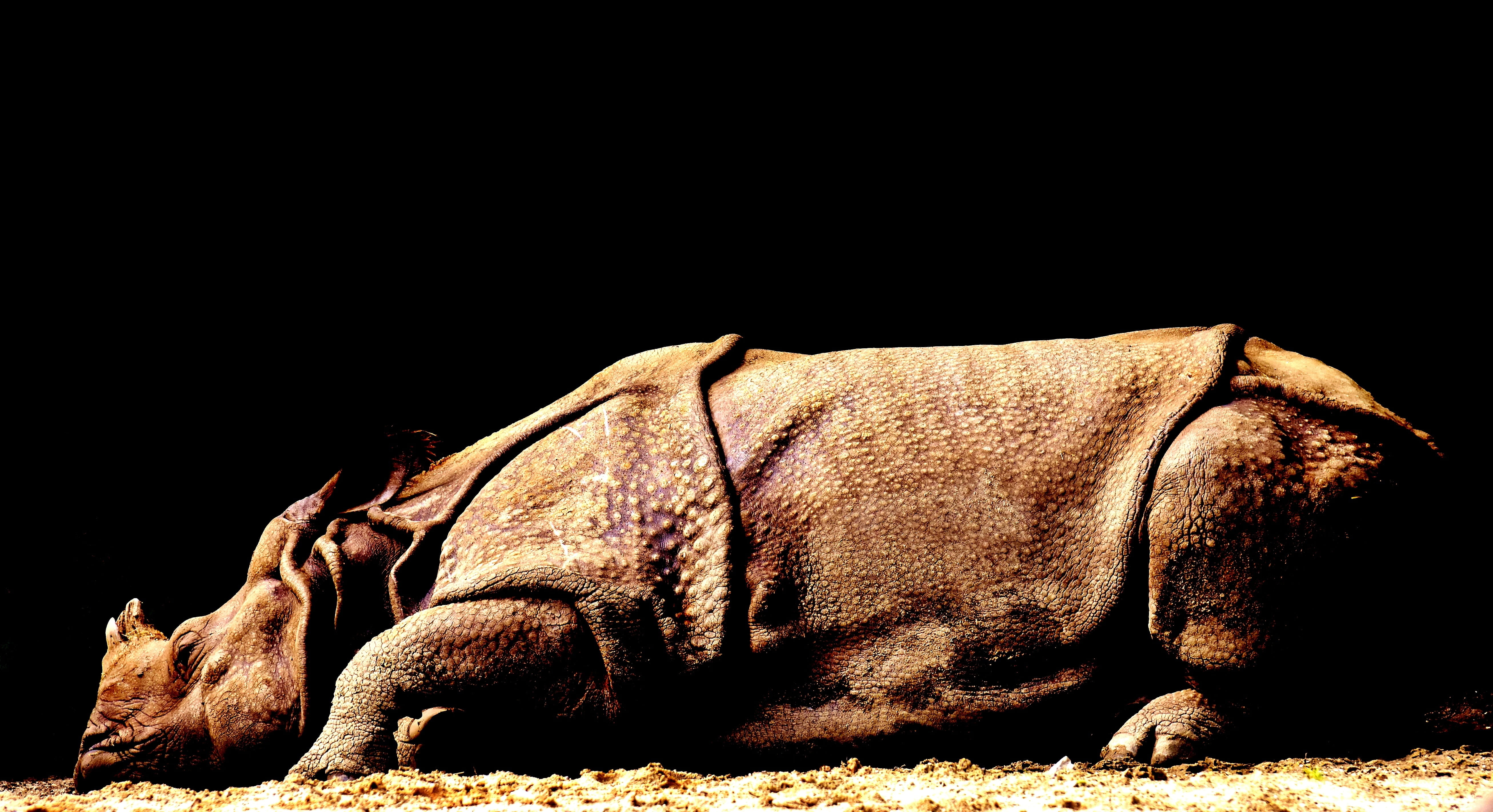 large solid, pachyderm, rhino, nature, brown, lying down, relaxation, wild animal, vertebrate, sunlight, herbivorous, zoo, animal wildlife, horn, big game, HD Wallpaper