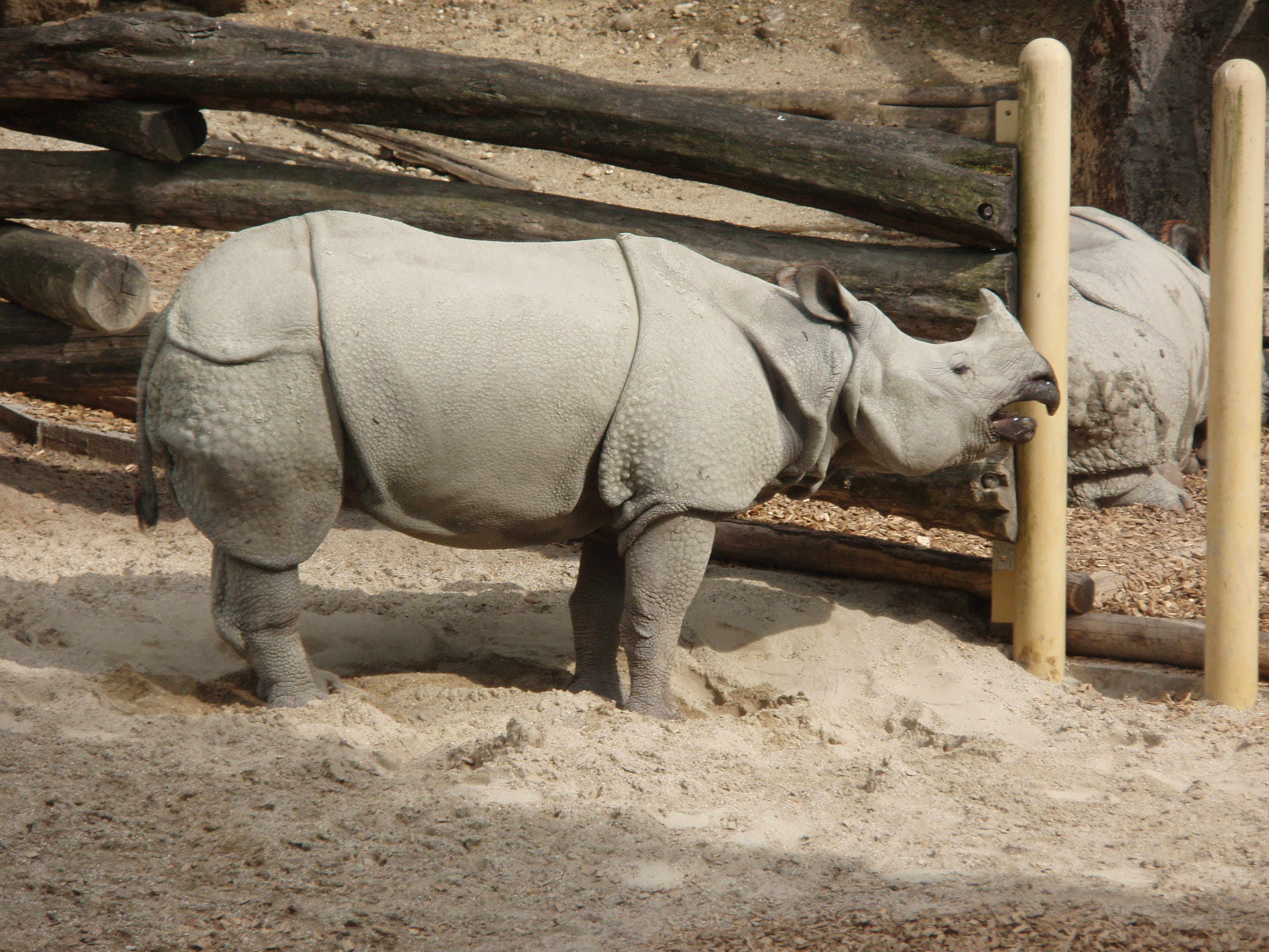 animal wildlife, vertebrate, outdoors, livestock, animals in captivity, domestic animals, rhino, one animal, pets, barrier, day, 2K, rhinoceros, Zoo, herbivorous, HD Wallpaper