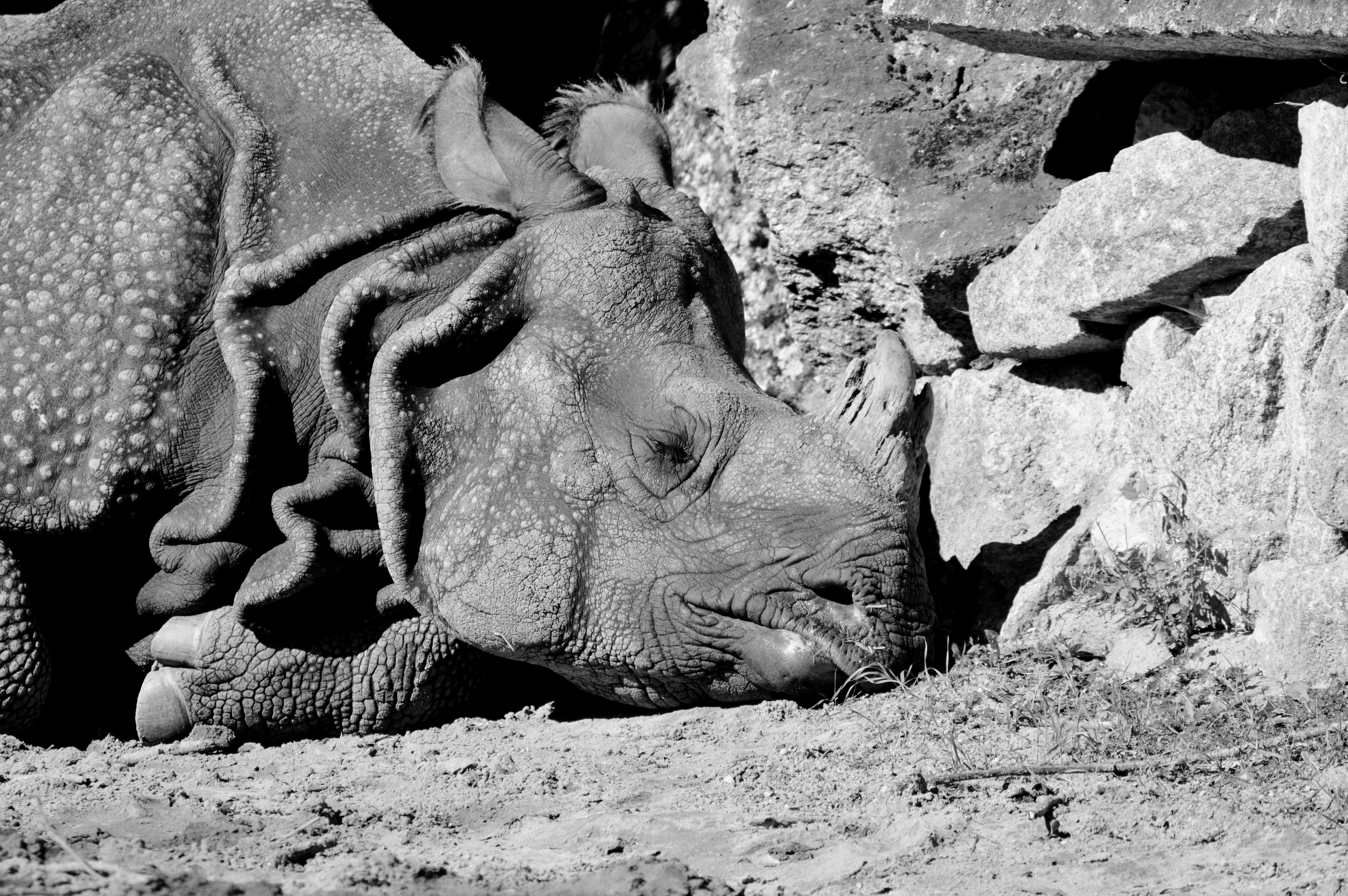 field, black white, Big Game, lizard, sunlight, animal wildlife, Animal, animals in the wild, close-up, nature, Mammal, Rhino, one animal, no people, solid, HD Wallpaper