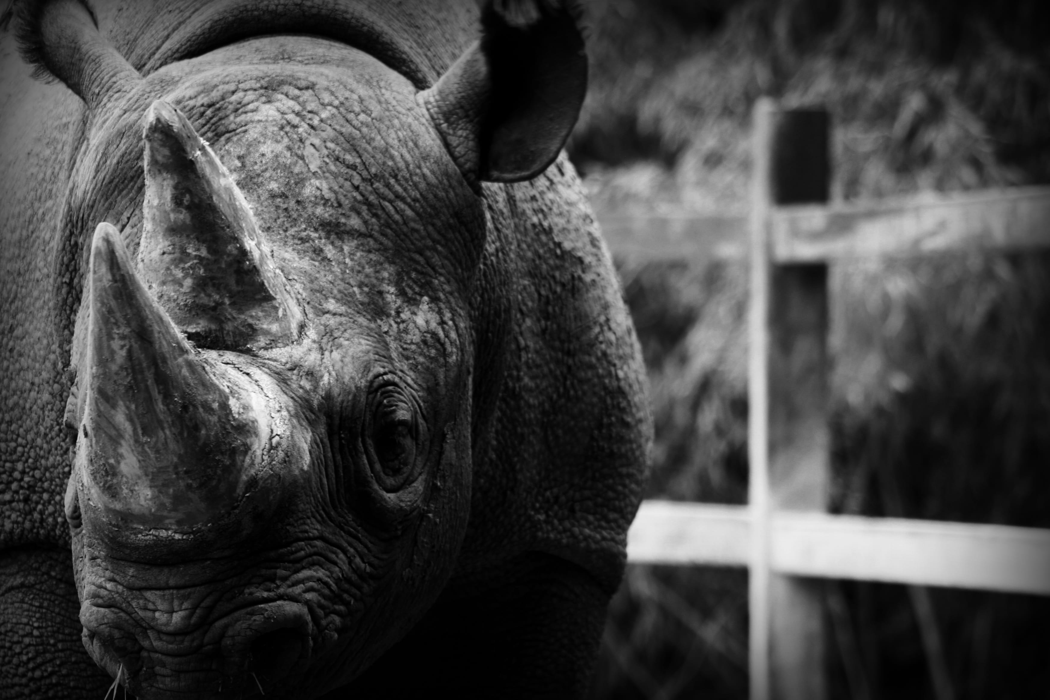 minimalistic, horns, strong, one animal, portrait, animal wildlife, vertebrate, textured skin, rhino, animal, mammal, looking at camera, day, livestock, HD Wallpaper