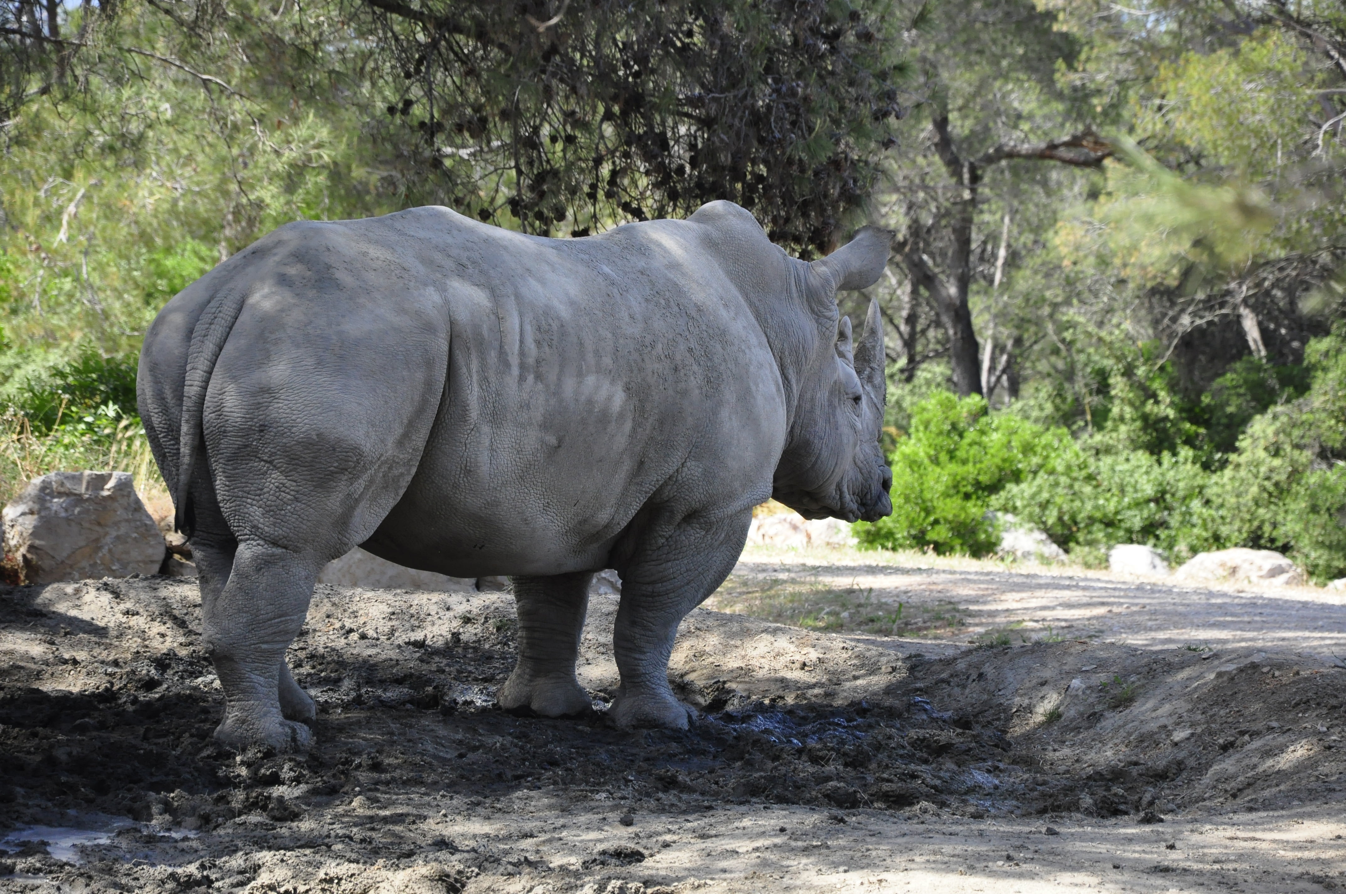 4K, domestic animals, thoughtfully, land, animals, nature, animal wildlife, tree, one animal, herbivorous, mammal, day, wilderness, black rhino, sunlight, HD Wallpaper