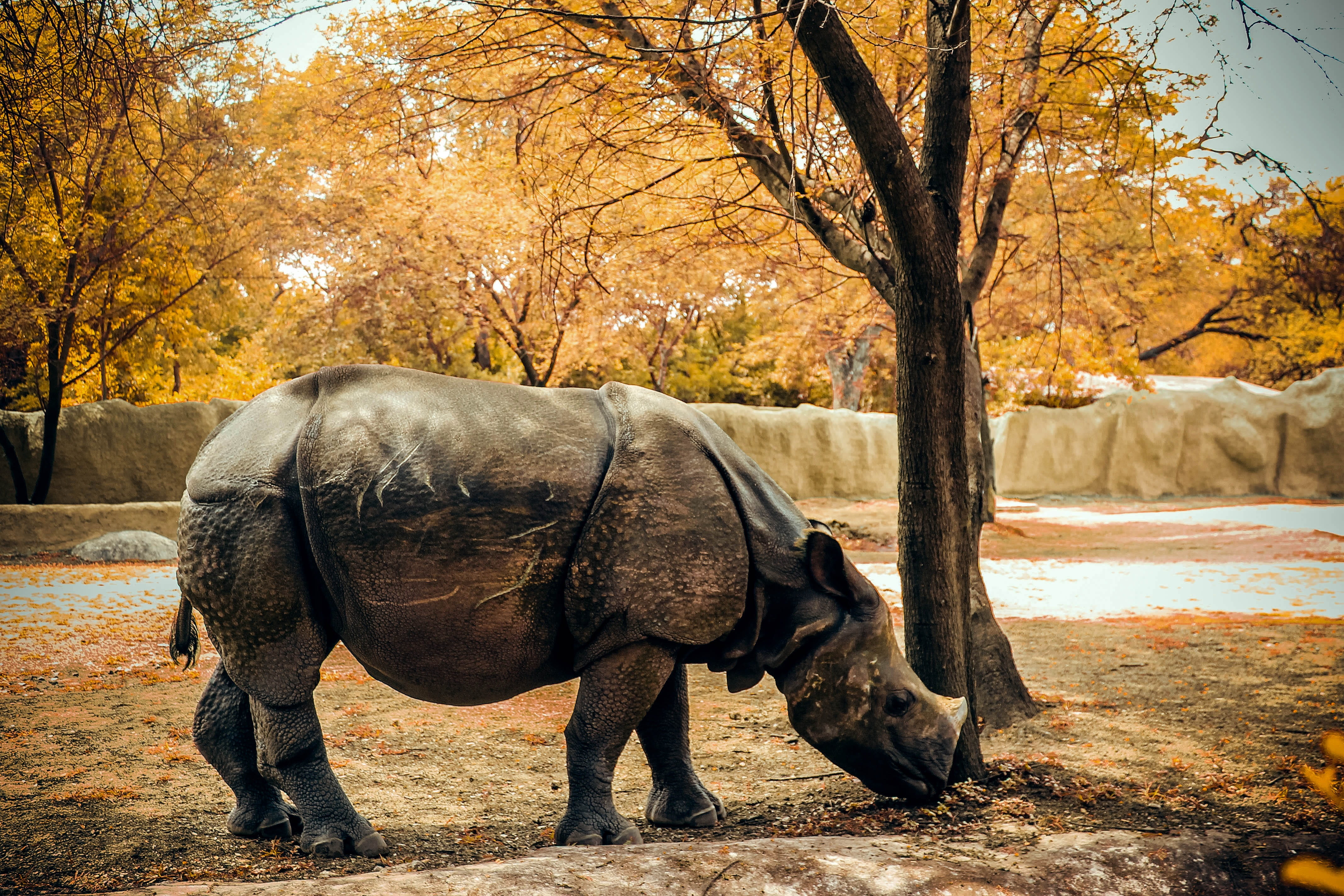 one animal, design, black, horn, big, outdoors, elephant, africa, animal themes, horned, wildlife, rhino, plant, wilderness, rhinoceros, zoo, animal wildlife, HD Wallpaper