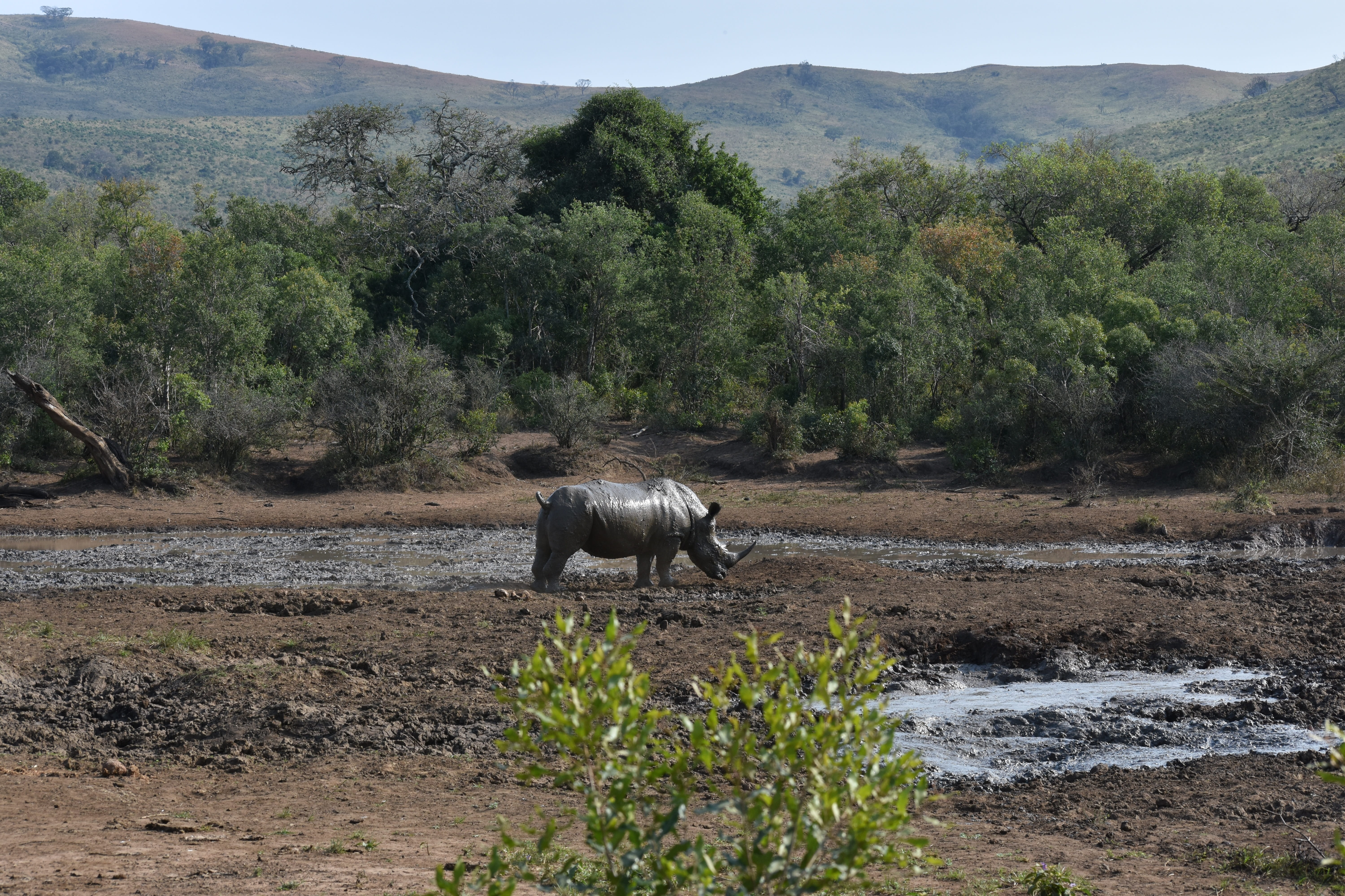 horn, tree, south africa, herbivorous, landscape, plant, domestic animals, nature, environment, vertebrate, conservation, rhinoceros, wilderness, animal, HD Wallpaper