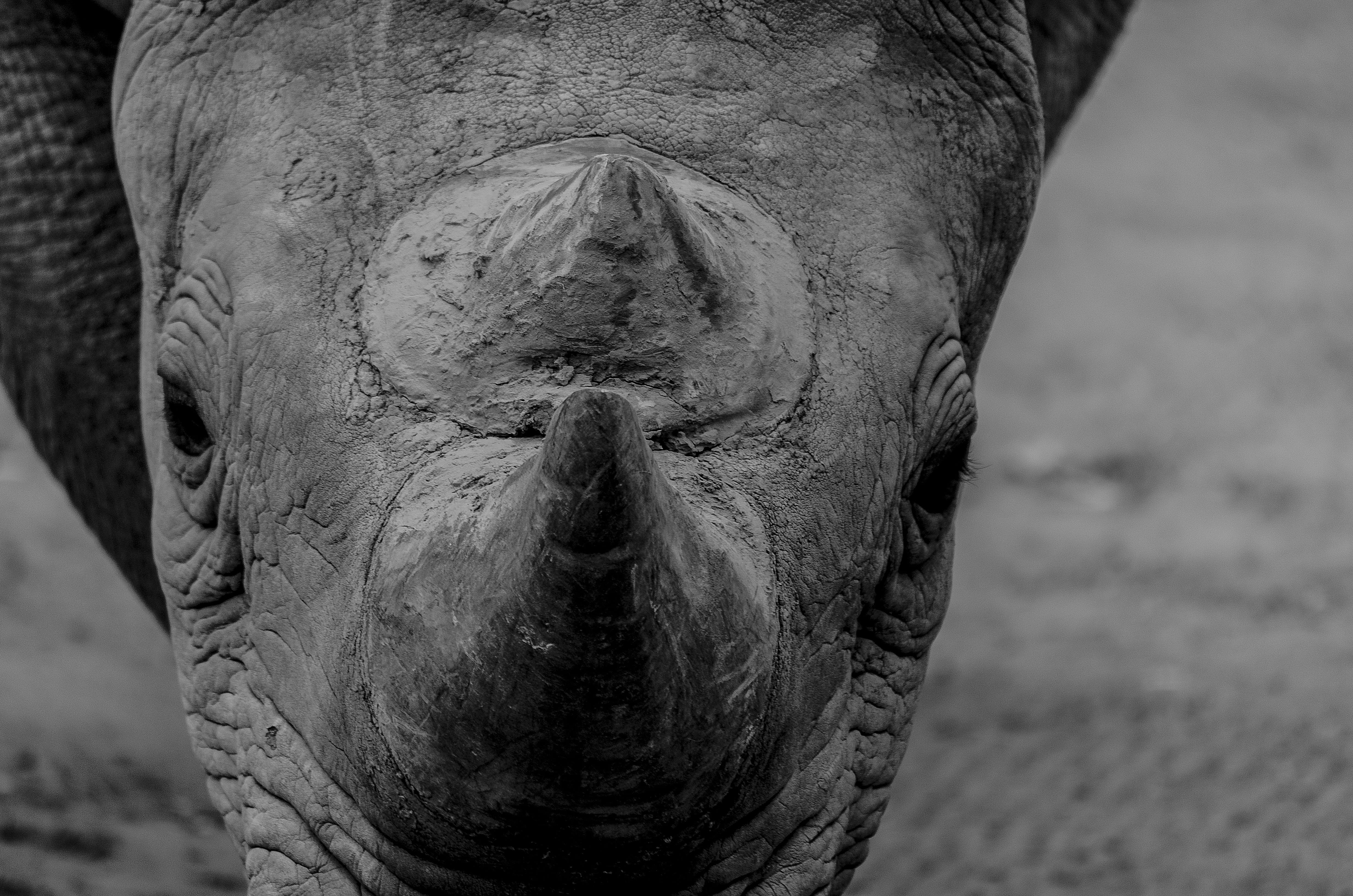 4K, Rhino, one animal, Wildlife, Zoo, focus on foreground, nerivill1, outdoors, animal, black, animal body part, art, front view, africa, animal eye, rhinoceros, HD Wallpaper