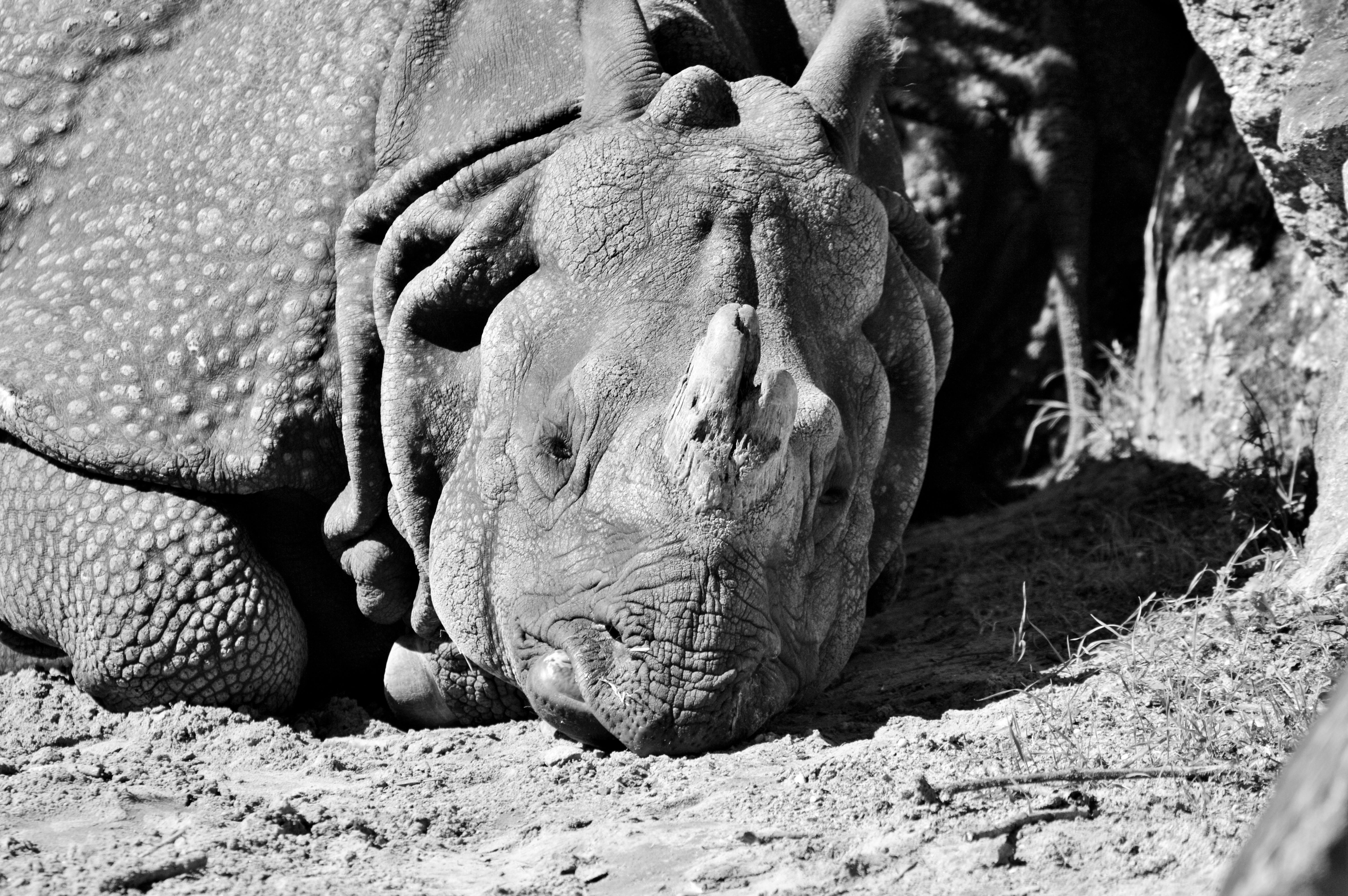 animal, mammal, animals in the wild, big game, day, animal world, animal body part, relaxation, animal head, animal themes, zoo, land, sunlight, herbivorous, HD Wallpaper